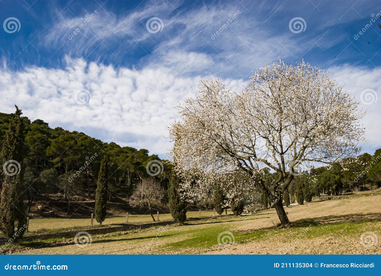 flowering tree montgri massif torroella de montgri cataluna spain