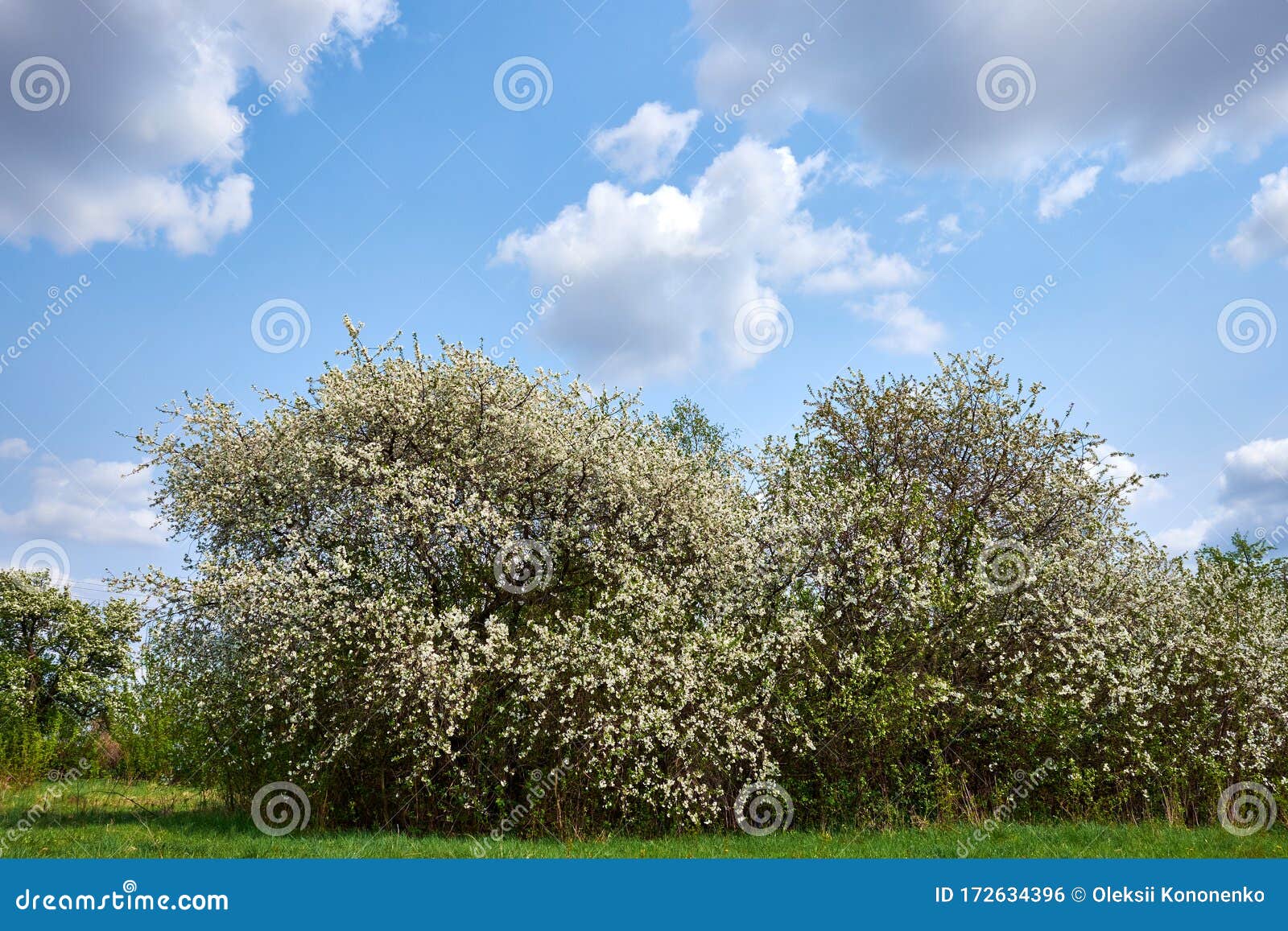 Flowering Trees Grow on a Green Meadow. Spring Landscape Stock Photo