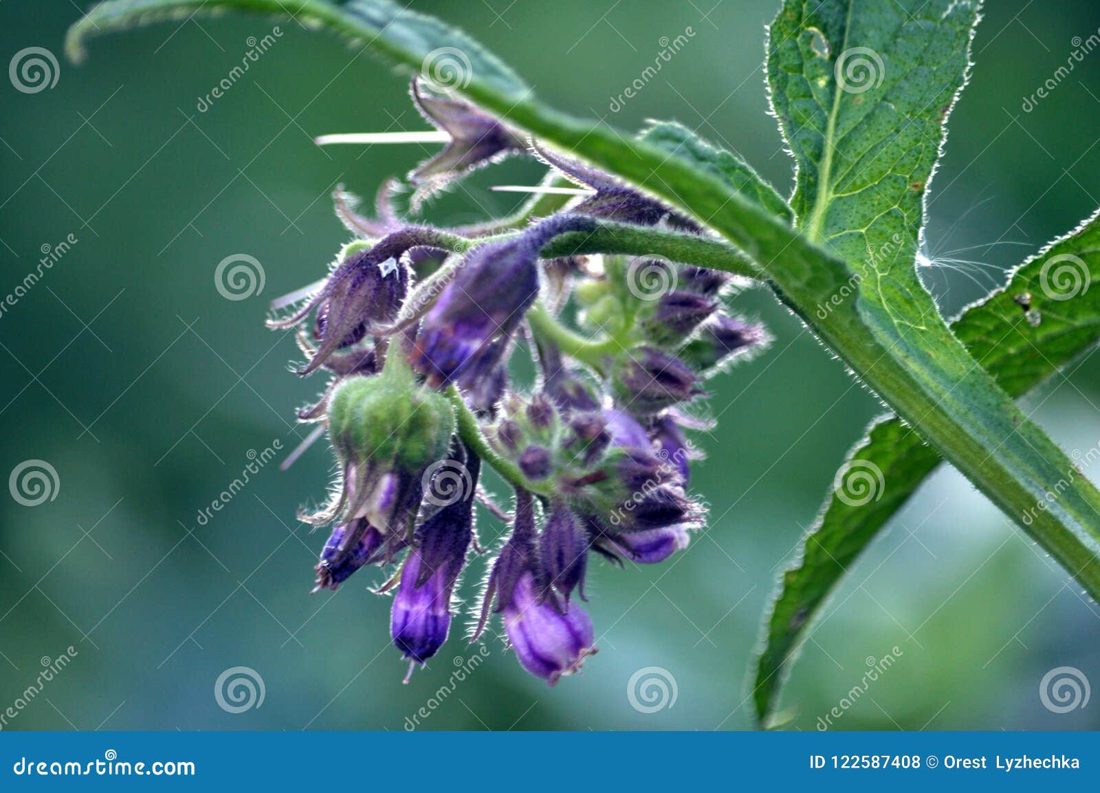 symphytum officinale 200c uses symphytum officinale 200c uses