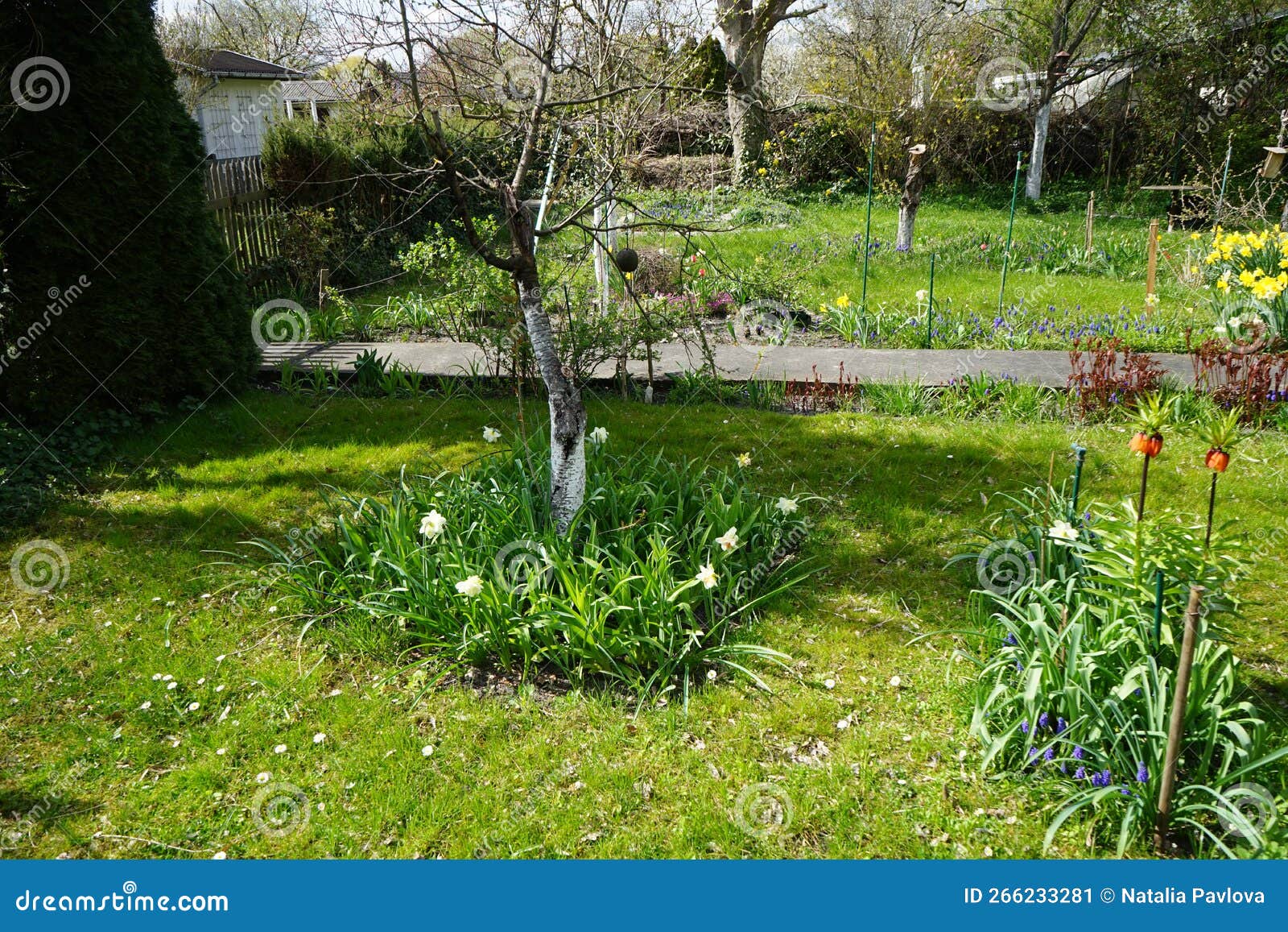 Flowering Vegetation in the Garden in Spring. Berlin, Germany Stock