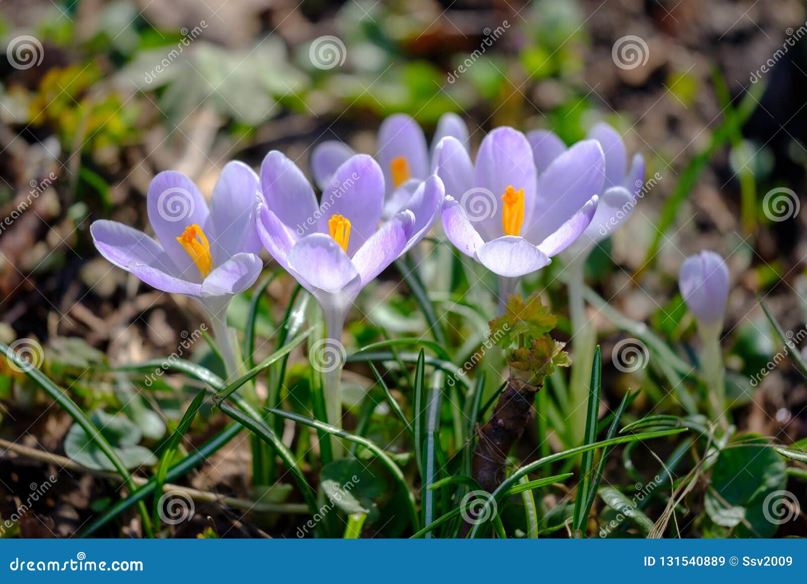 flowering violet crocuses under bright sunlight in early spring forest