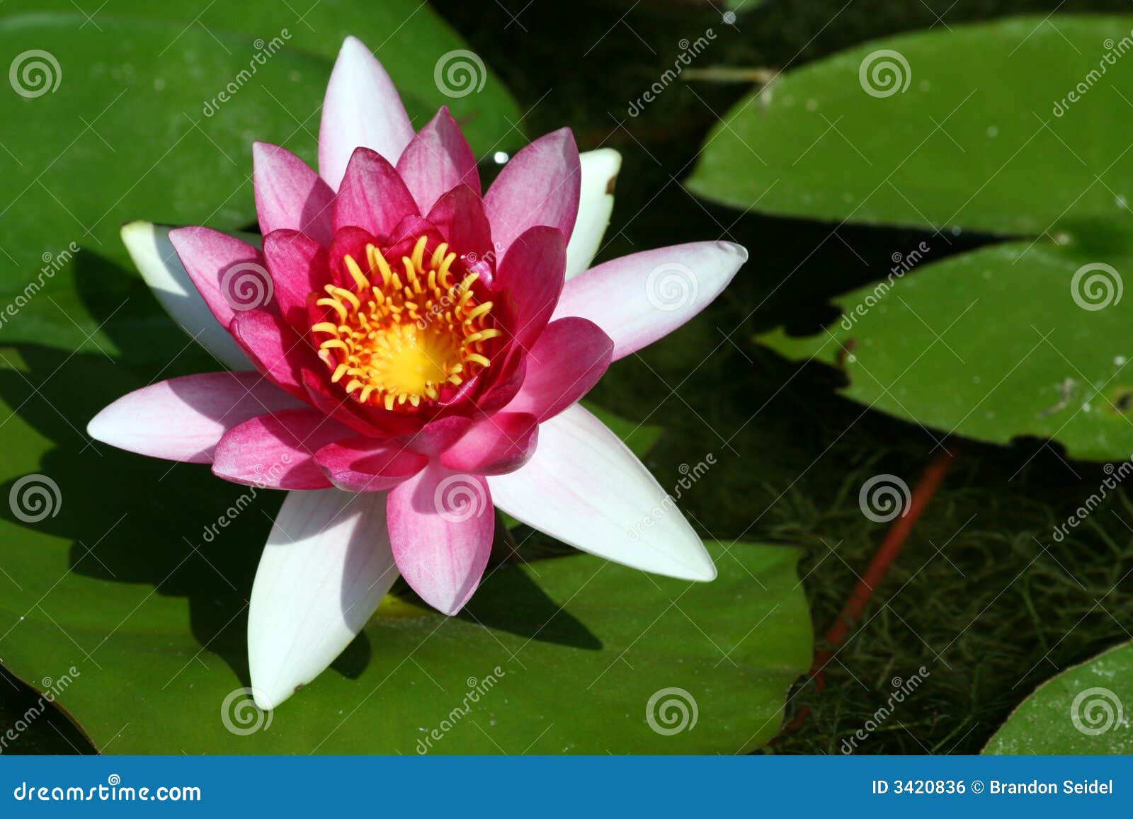 Flowering Water Plant stock photo. Image of close, clear 3420836