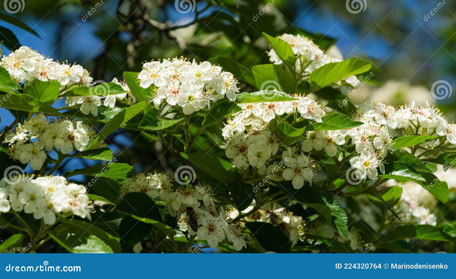 Flowering White Blossom Crataegus Persimilis `Prunifolia` Broad Leaved ...