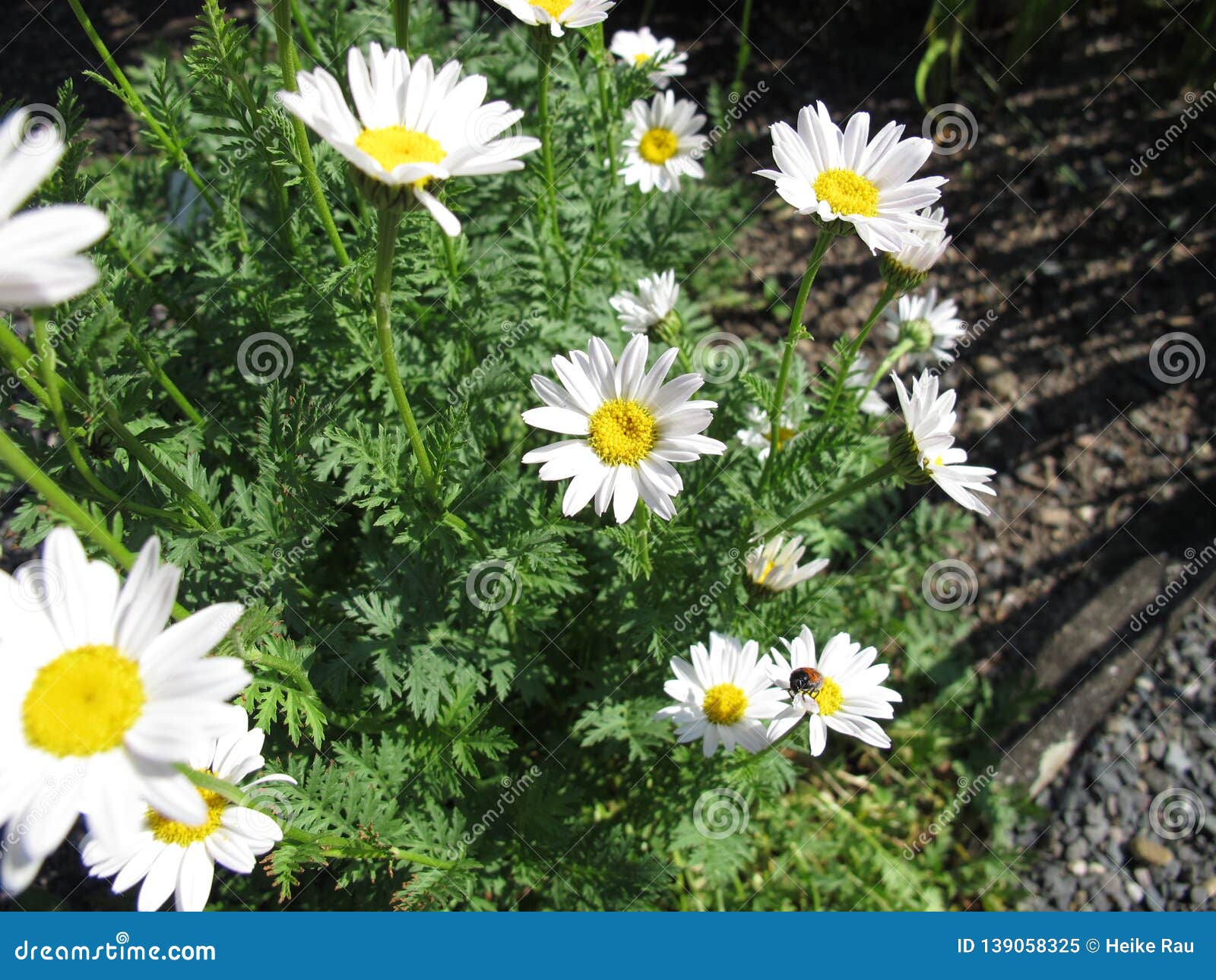 White Oxeye Daisy Flower Royalty-Free Stock Photo | CartoonDealer.com