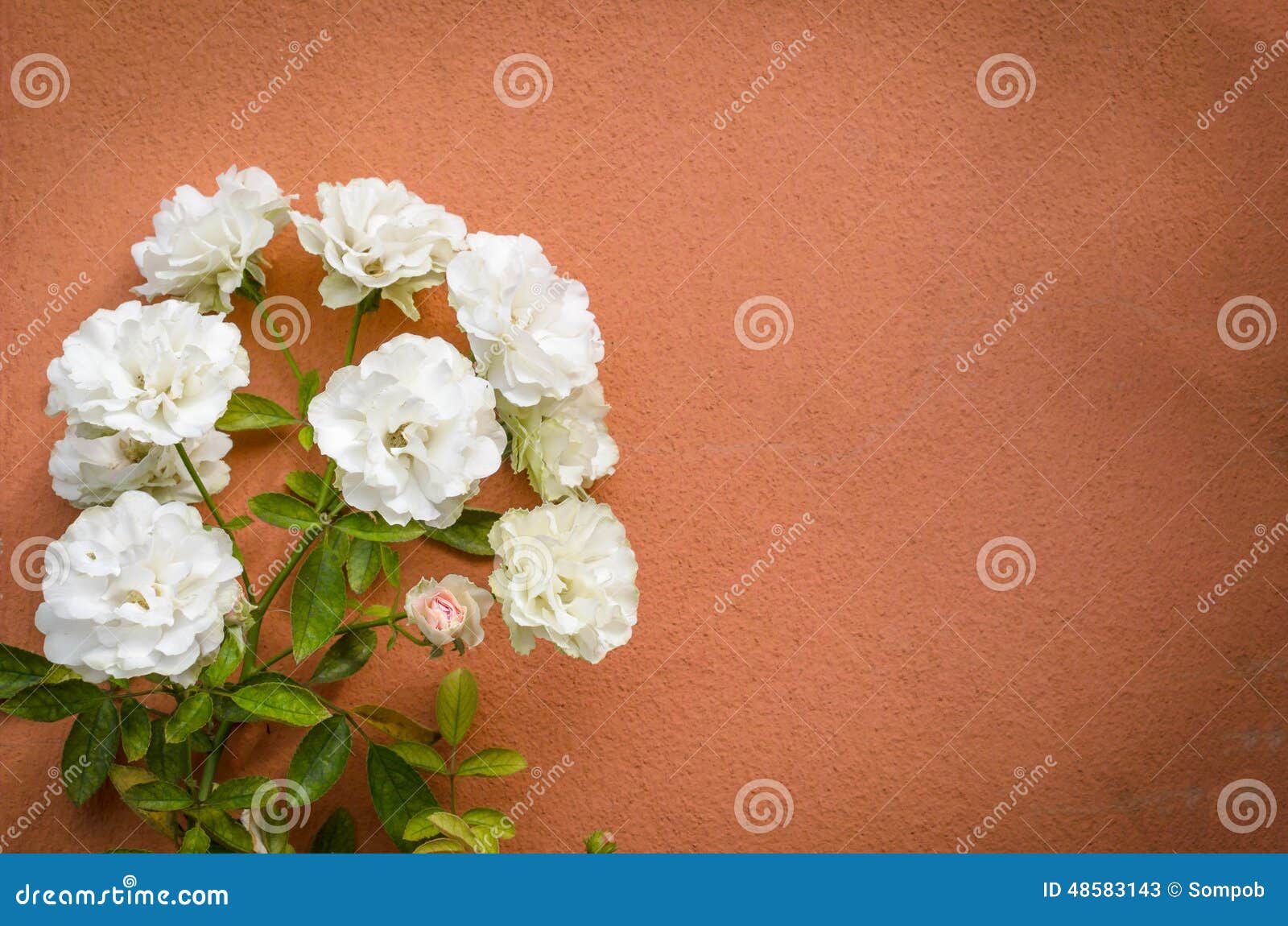Flowering White Rose Creeper on Antique Wall Stock Image Image of