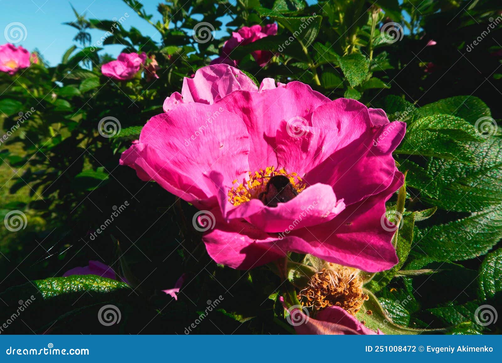 Flowering Wild Rose in the Garden Stock Photo Image of wildflower