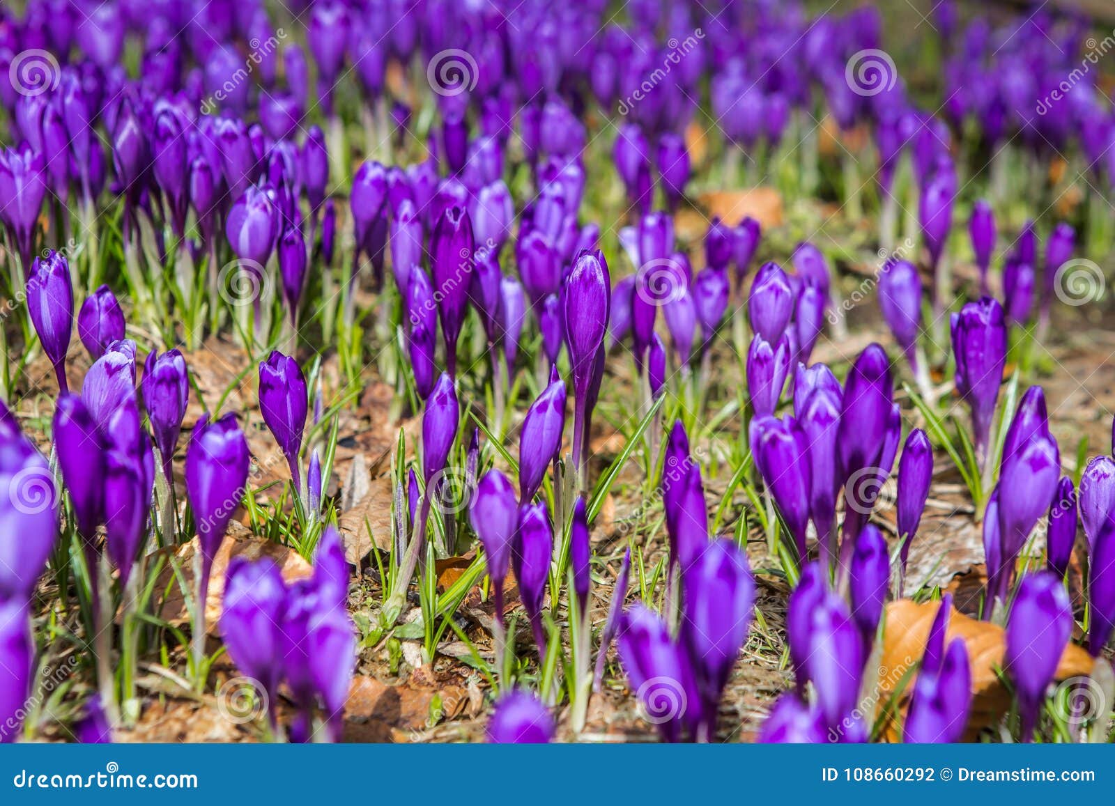 flowering of wild saffron, crocus wild in early spring, germination of the first greenery from under snow, ukraine, carpathians