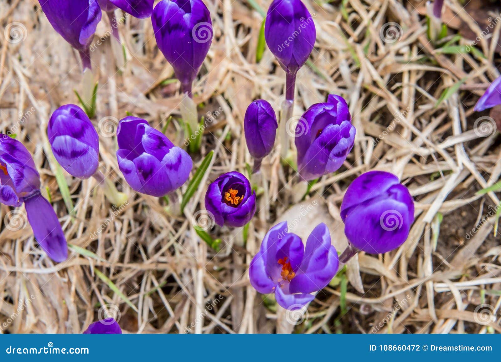 flowering of wild saffron, crocus wild in early spring, germination of the first greenery from under snow, ukraine, carpathians