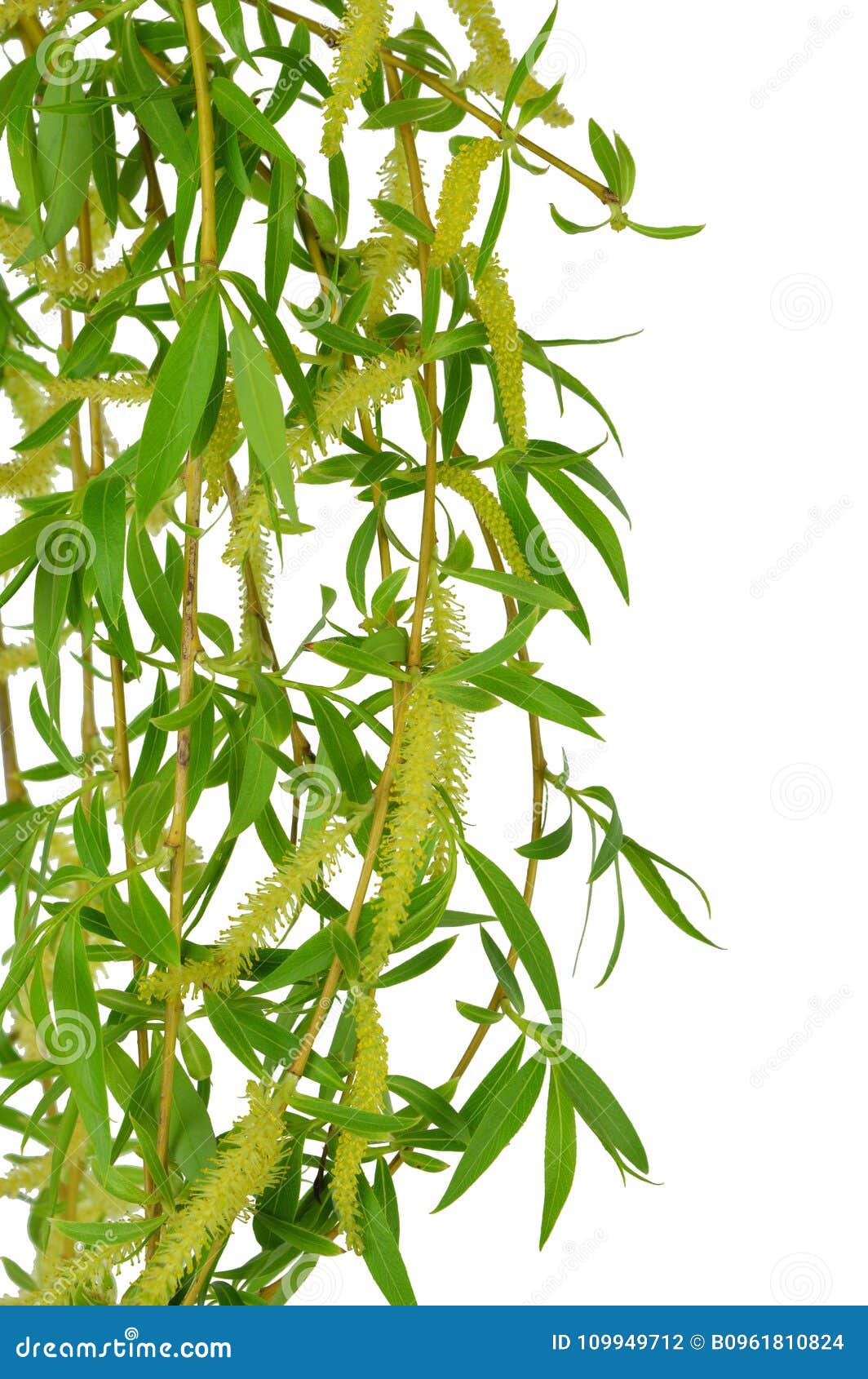 flowering willow and spring foliage. close-up.  without