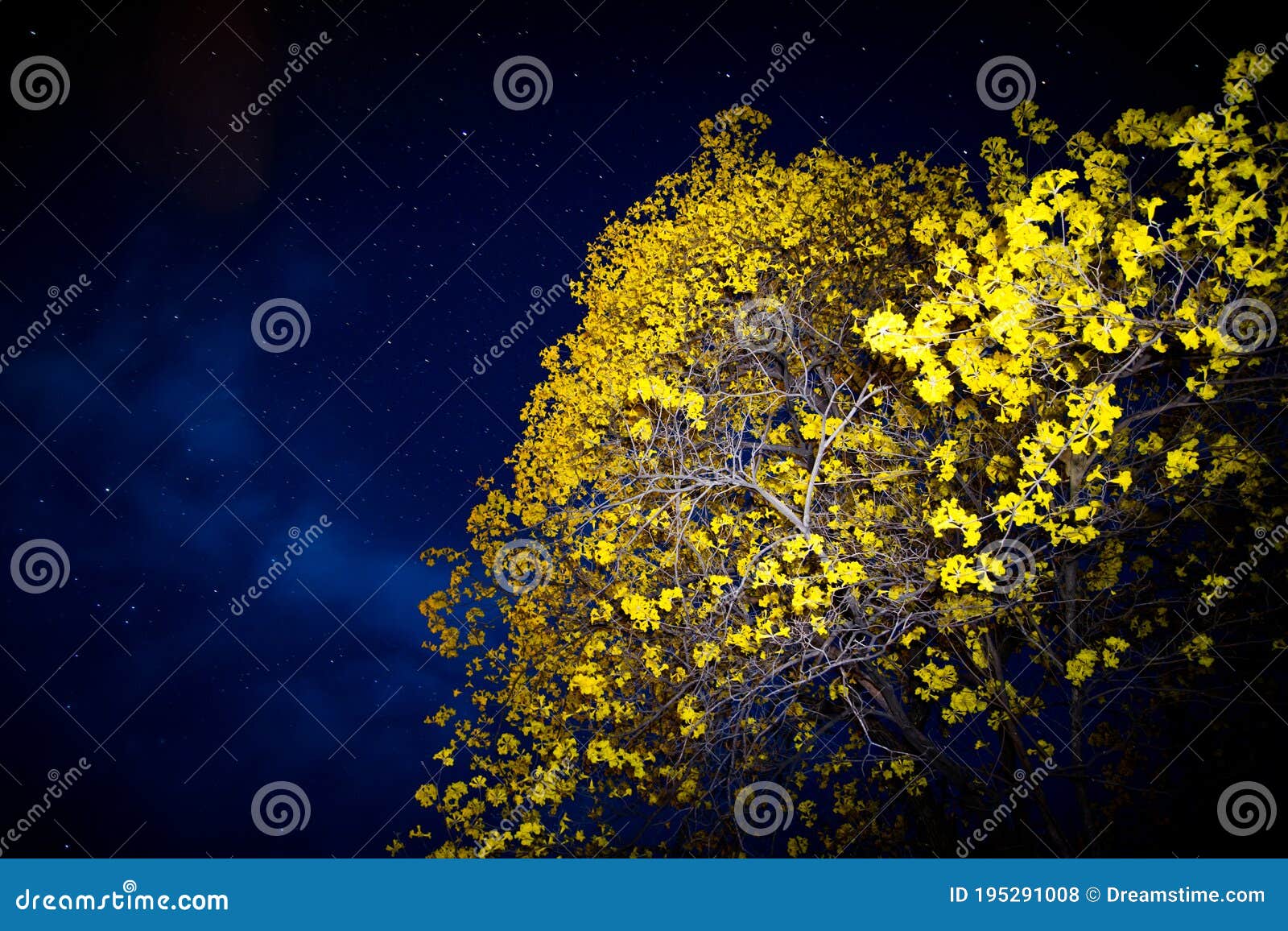 flowering yellow trees ecuador guayacanes