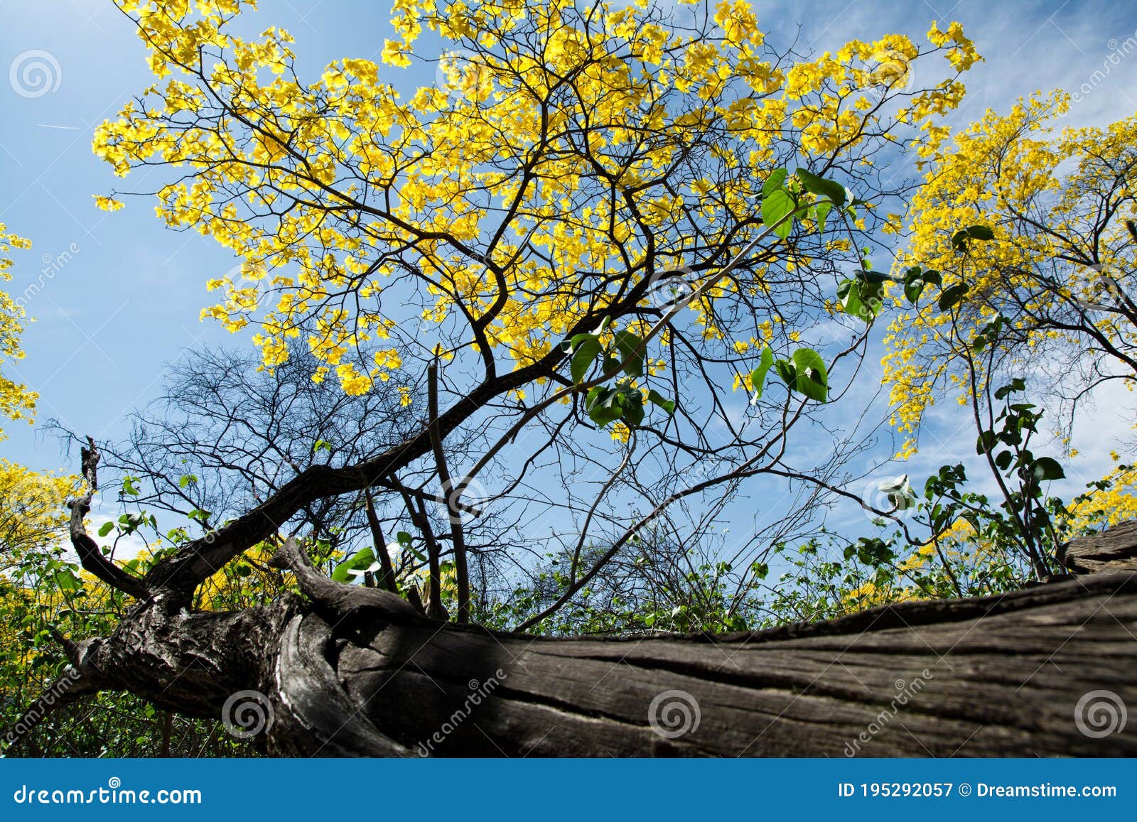 flowering yellow trees ecuador guayacanes