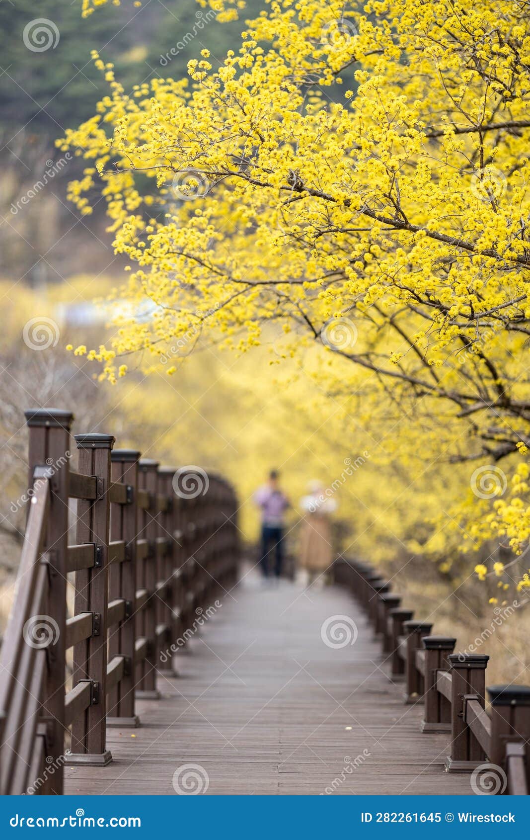 flowering yellow trees in gurye sansuyu village,  south korea