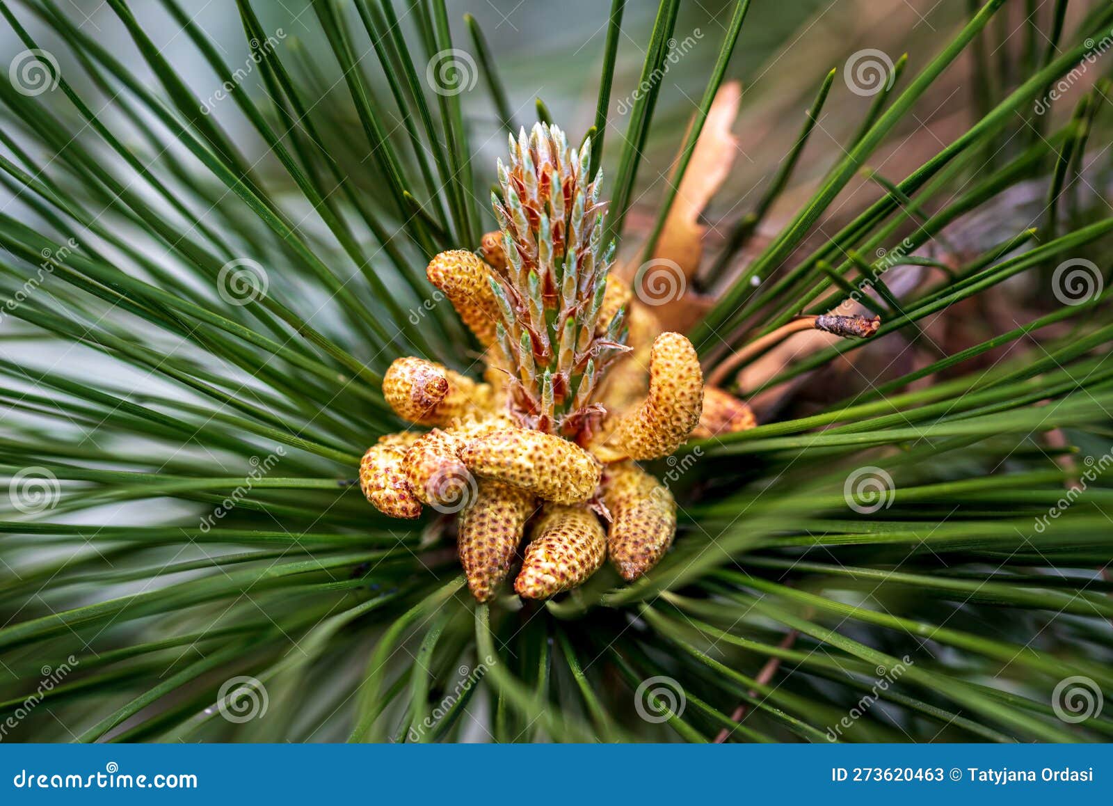 Flowering young pine cones stock image. Image of head 273620463