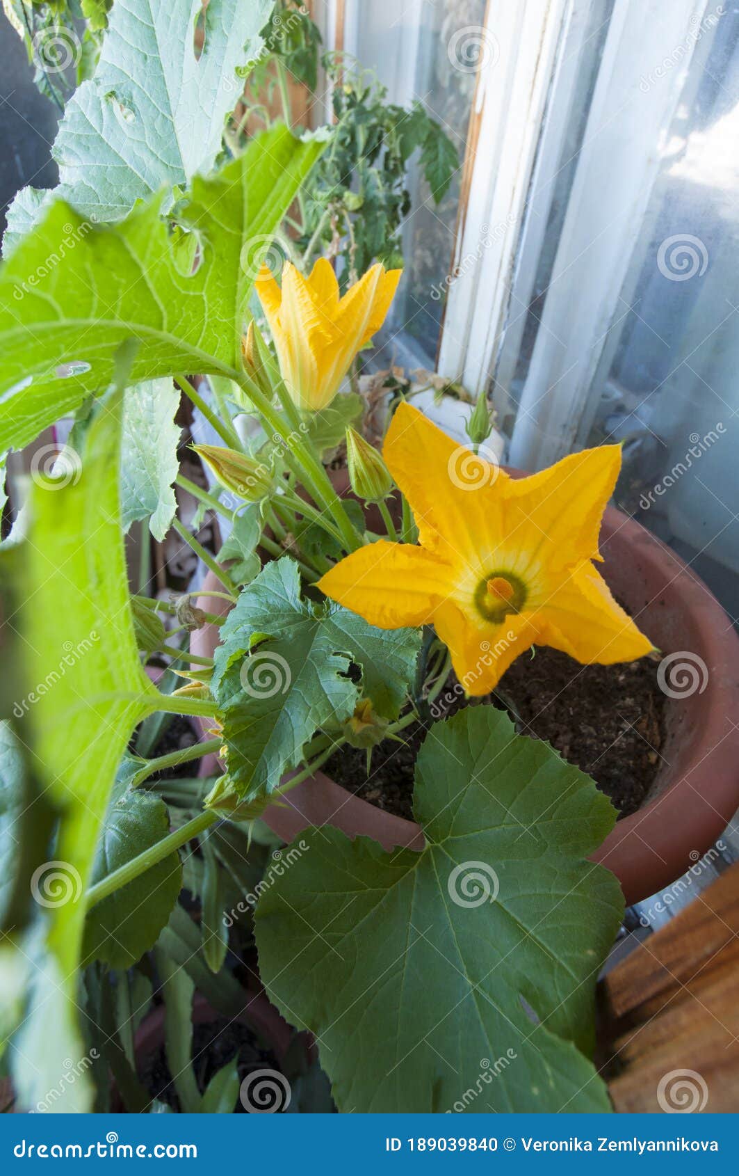 Flowering Zucchini in a Flower Pot on a Windowsill Stock Photo Image