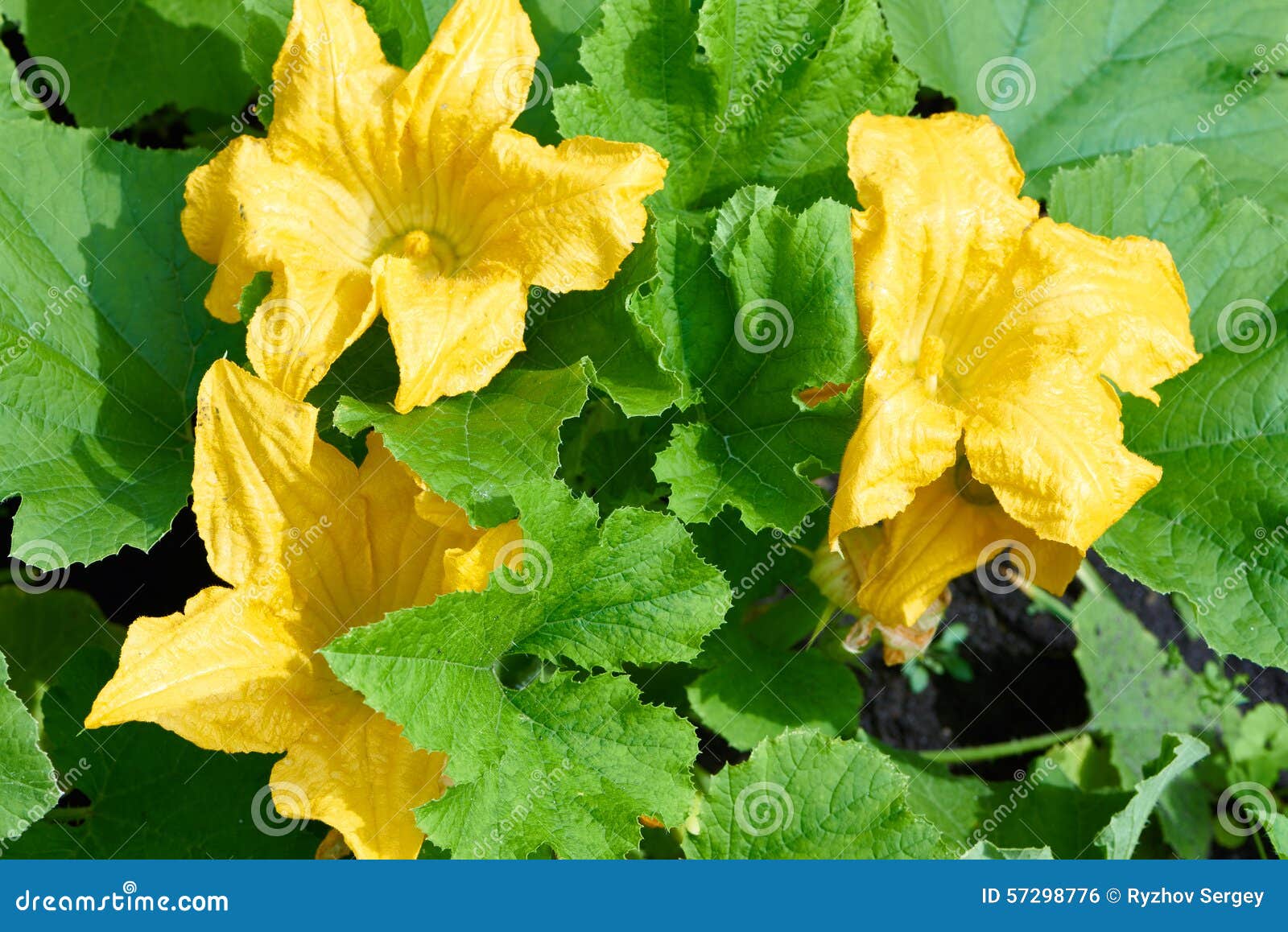 Flowering zucchini stock photo. Image of easyplant, background 57298776