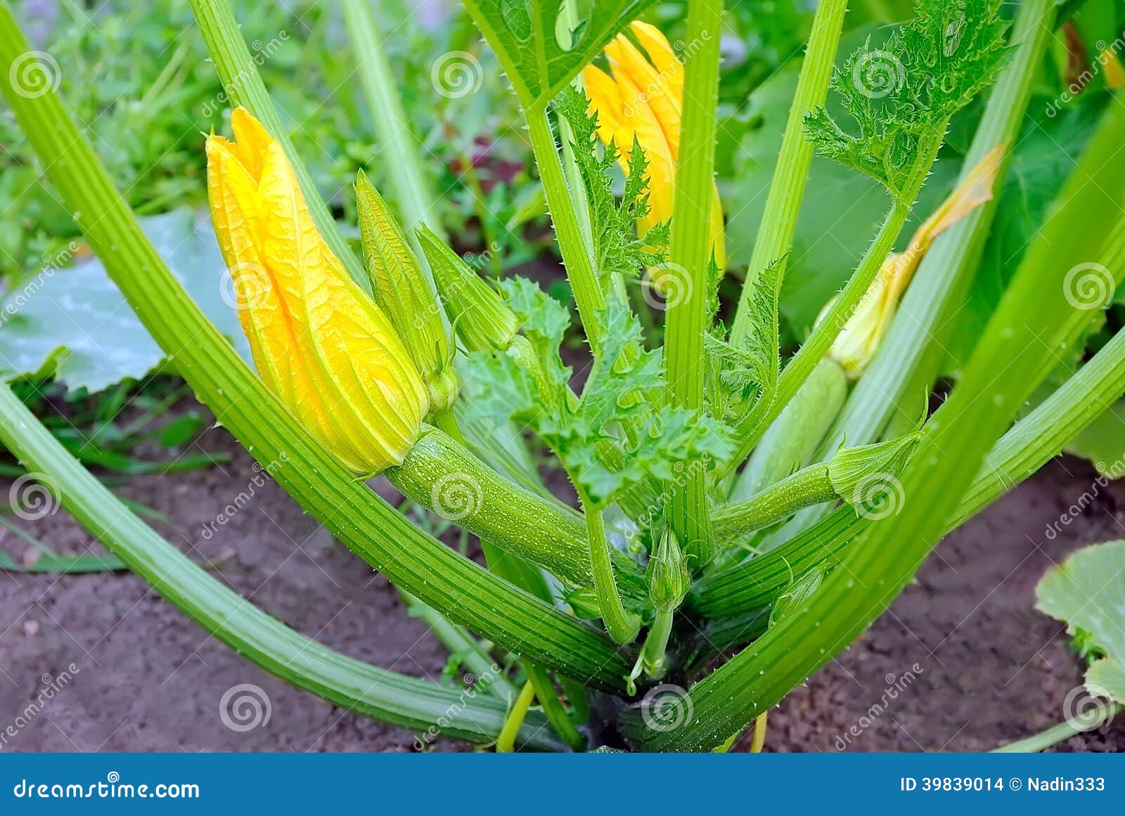Flowering zucchini stock photo. Image of bush, nature 39839014