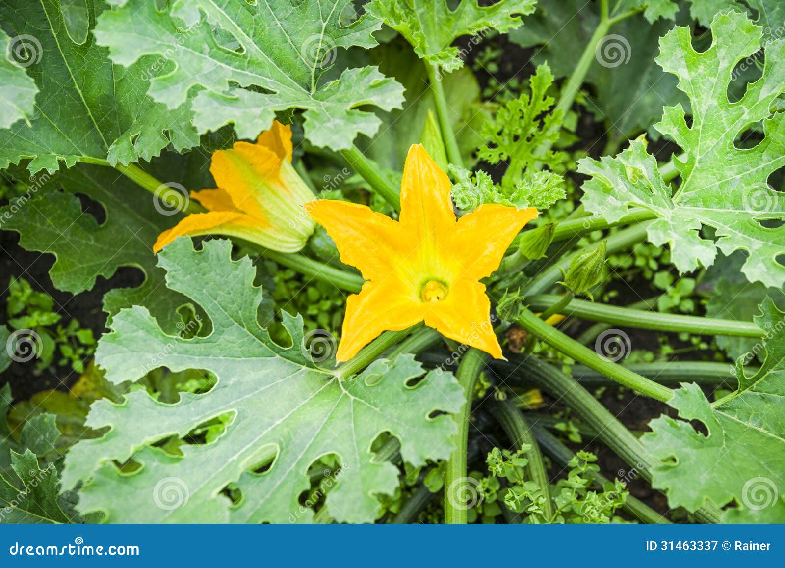 Flowering Zucchini stock image. Image of nature, veggies 31463337