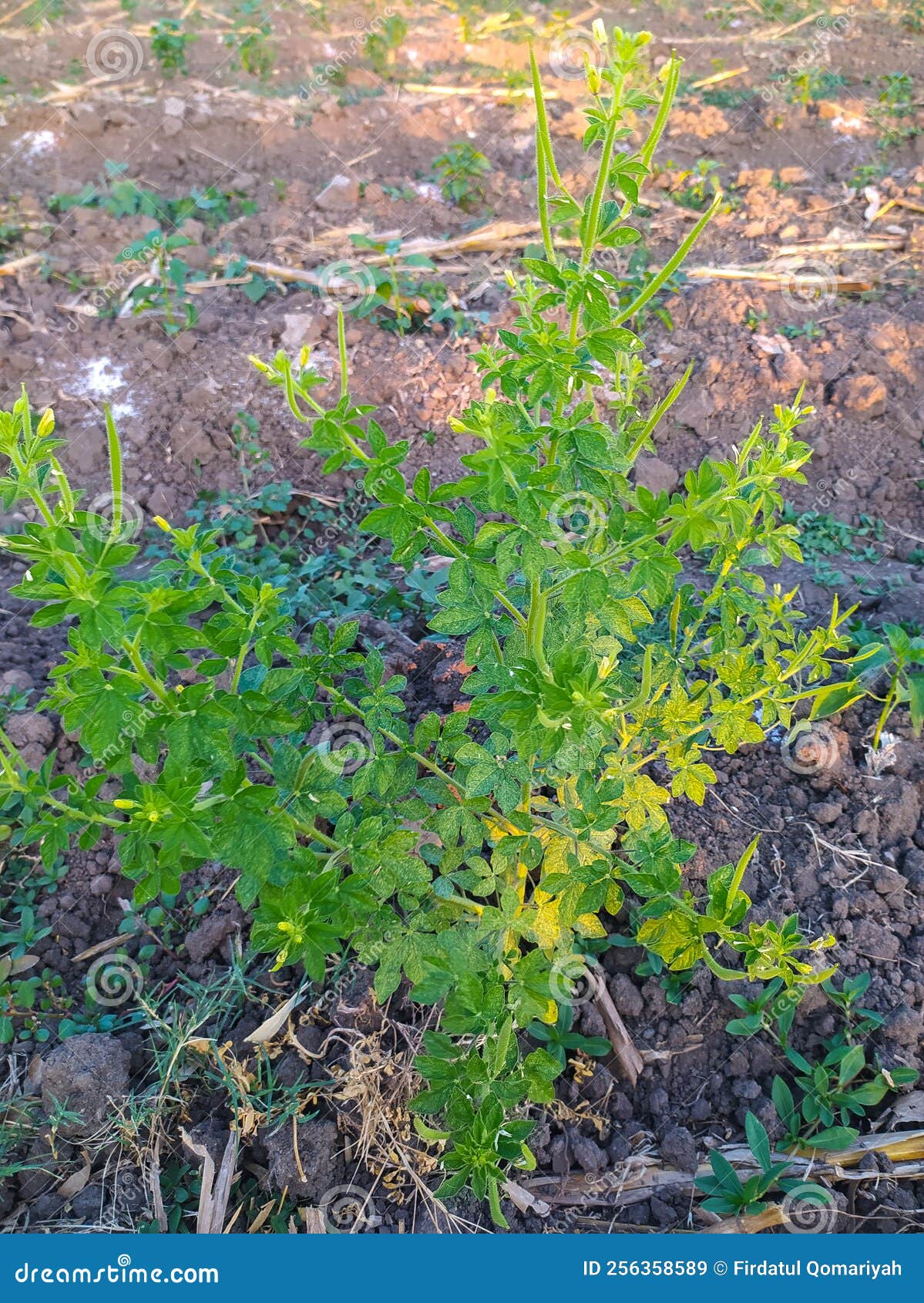 Flowerless grass stock image. Image of vegetable, leaf 256358589