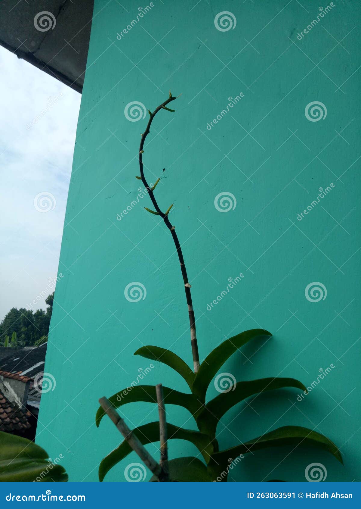 Flowerless Orchid stock image. Image of plant, bald 263063591