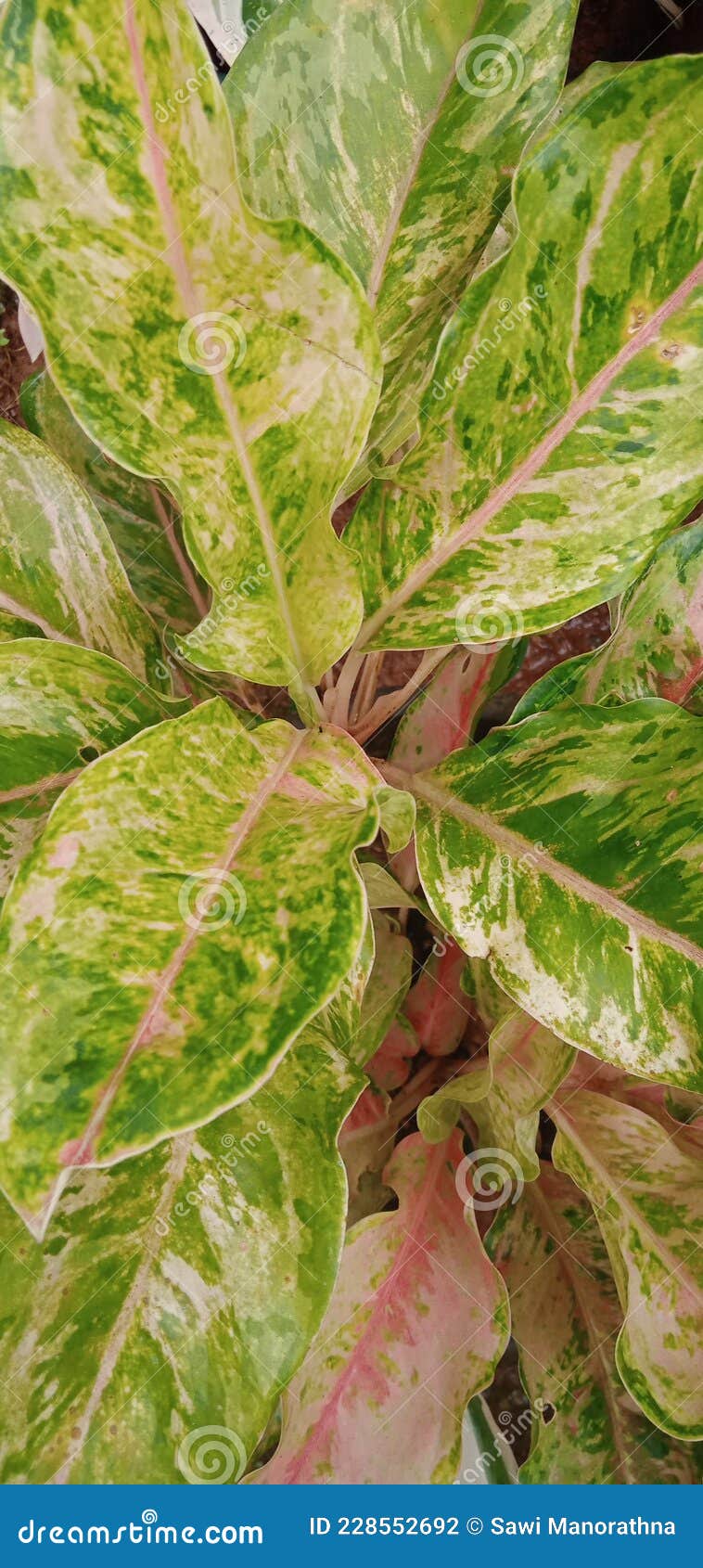 Flowerless Plant so Beautiful. Stock Photo Image of leaf, wildflower