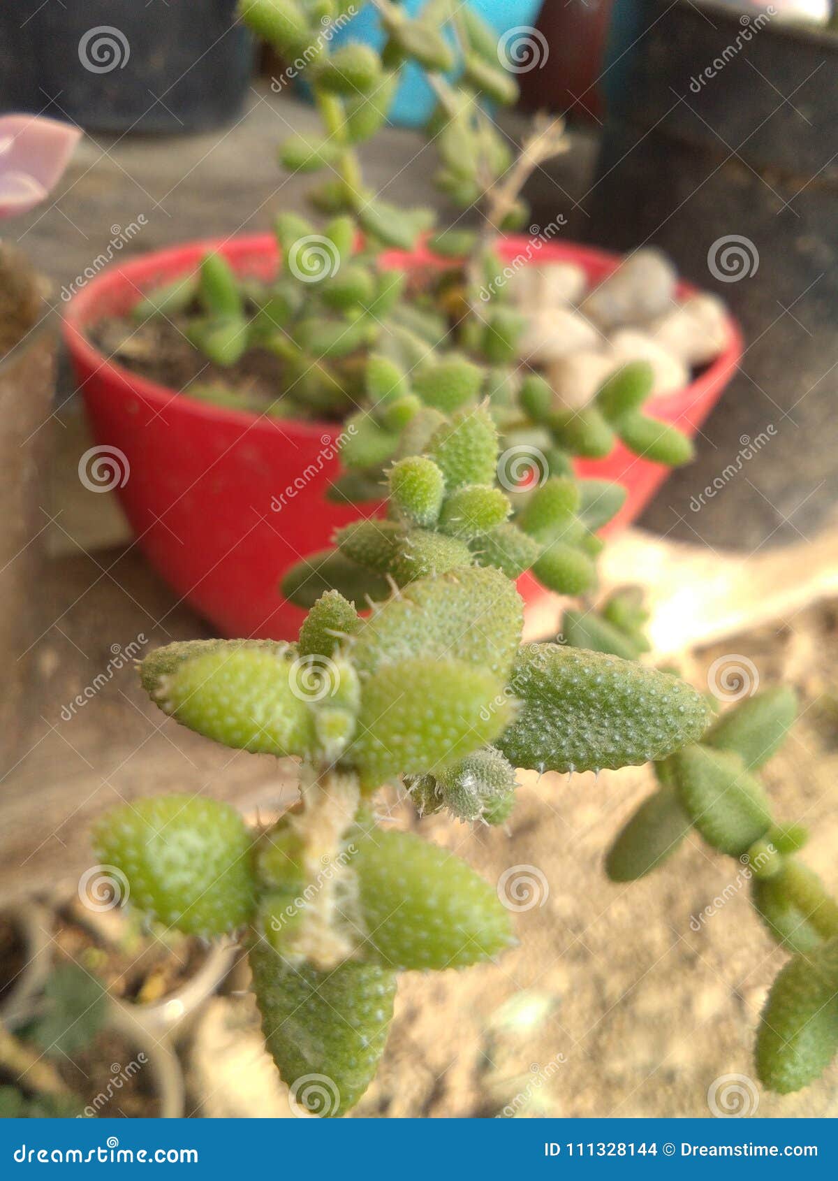 Flowerless plant stock photo. Image of leafy, flowerless 111328144