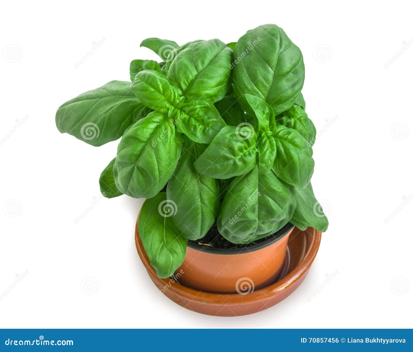 Flowerpot with Basil on White. Stock Photo Image of leaves, herb