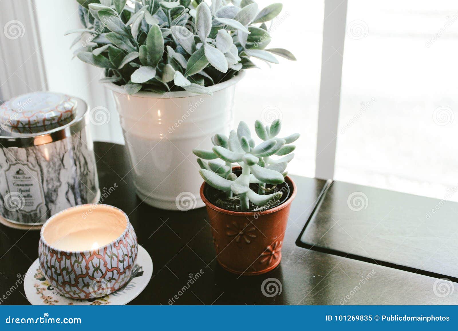 Flowerpot, Plant, Tableware, Drinkware Picture. Image 101269835