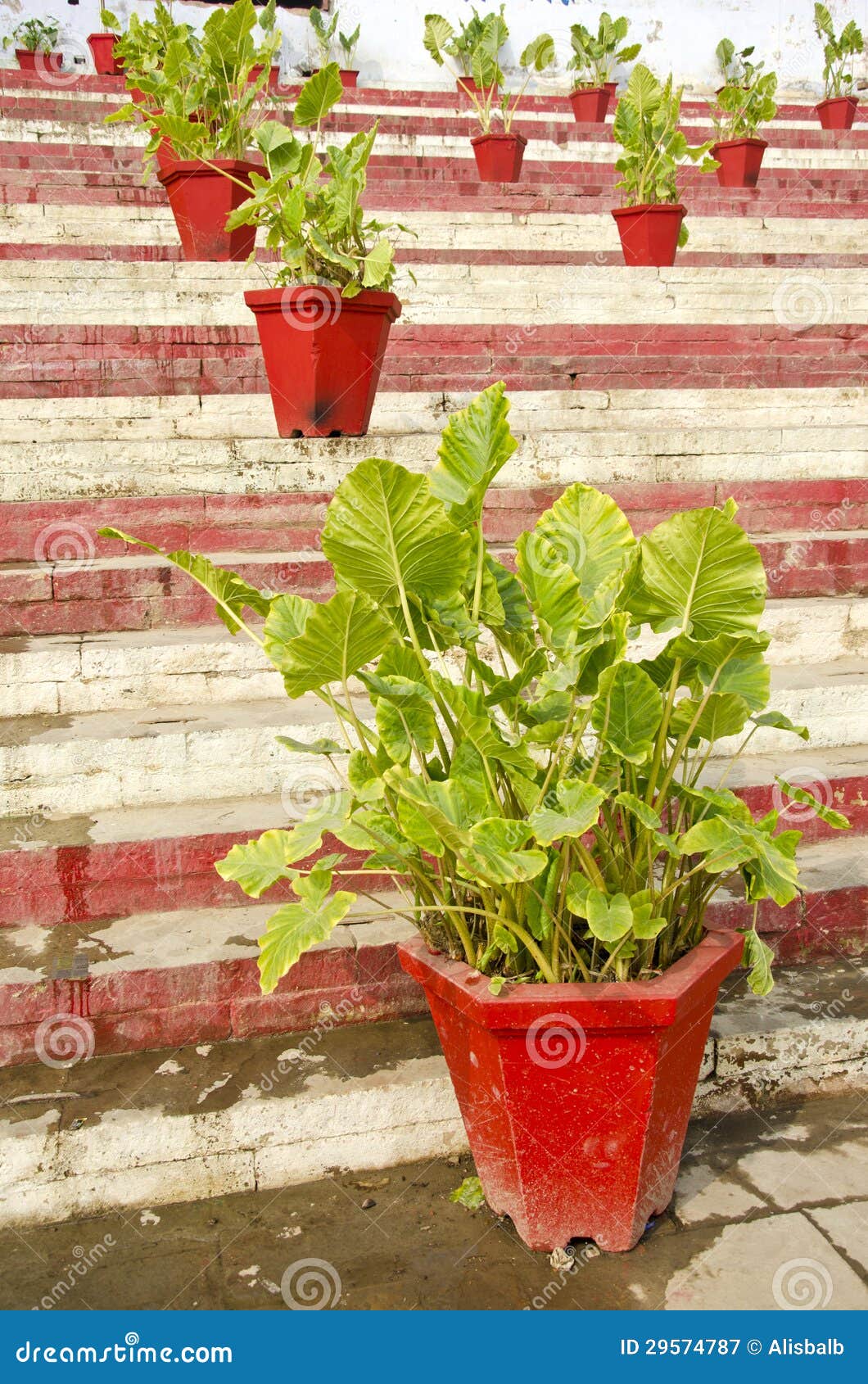 Flowerpots with Plants on Staircase in Varanasi, India Stock Image
