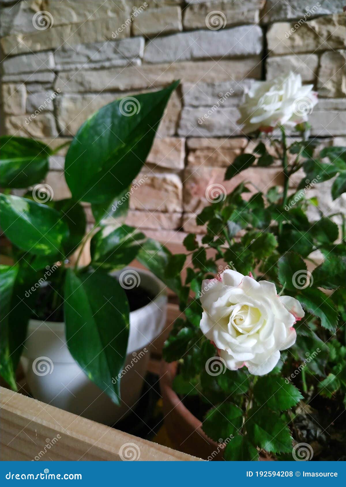 home garden. flowerpots with white roses and potus plant.