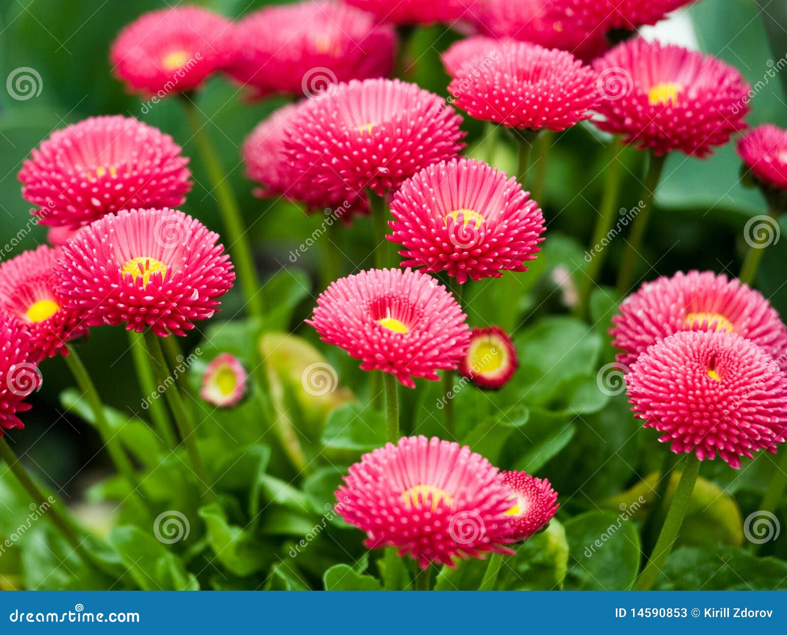 Flowers stock image. Image of daisy, floral, beautiful - 14590853