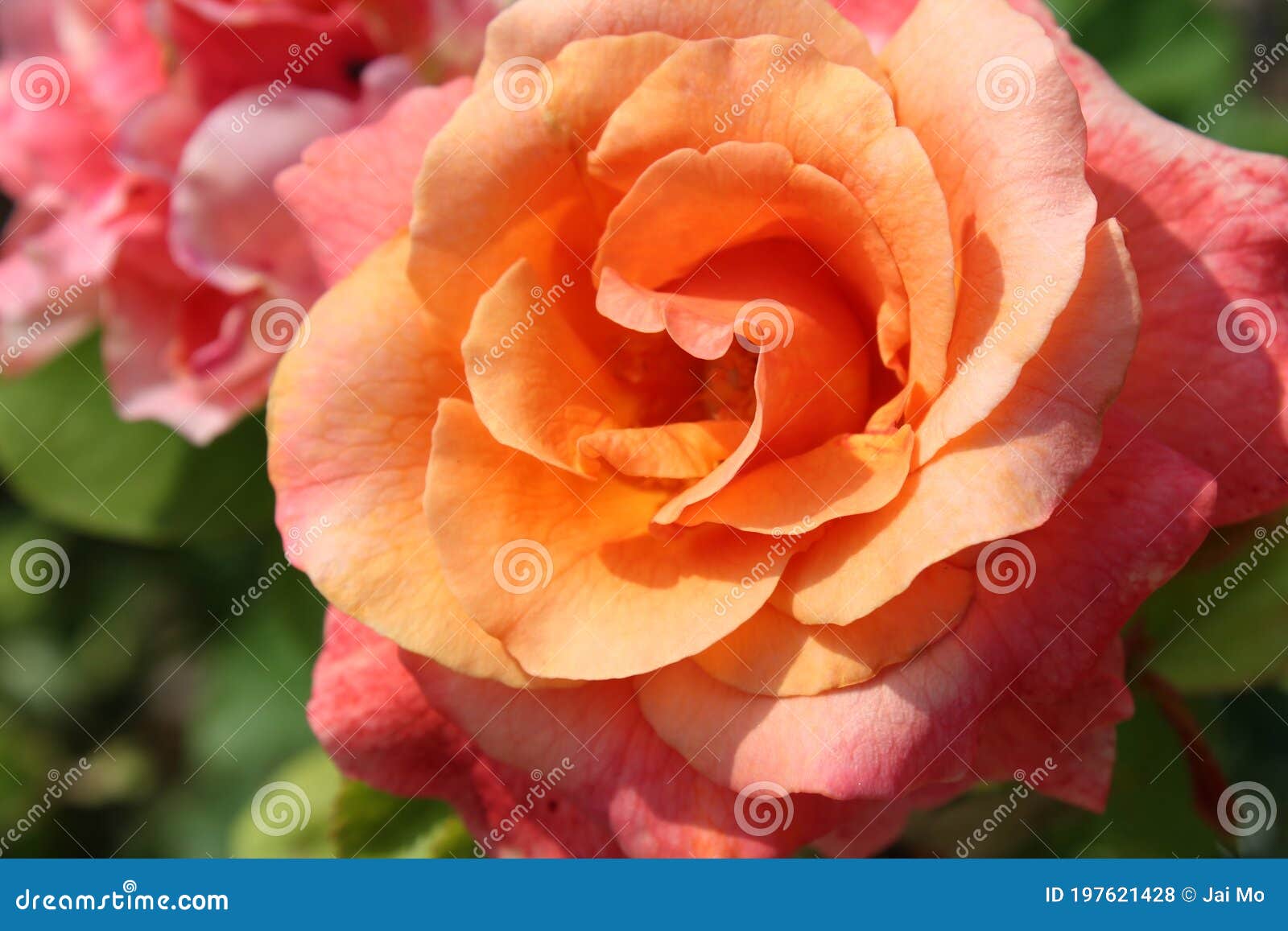 Peach Orange Garden Rose Flower Stock Photo - Image of flowers, scented ...