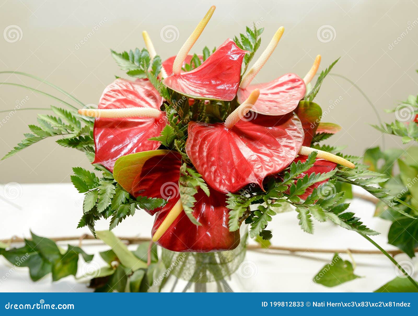 set of red anthurium plants seen closely. lirio flamingo. anthurium. araceae. anthurieae. anthurium scherzerianum.