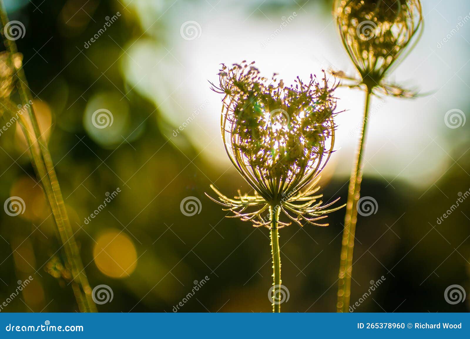 Wild Flowers, Elk Lake, Michigan in Summer Stock Photo Image of view