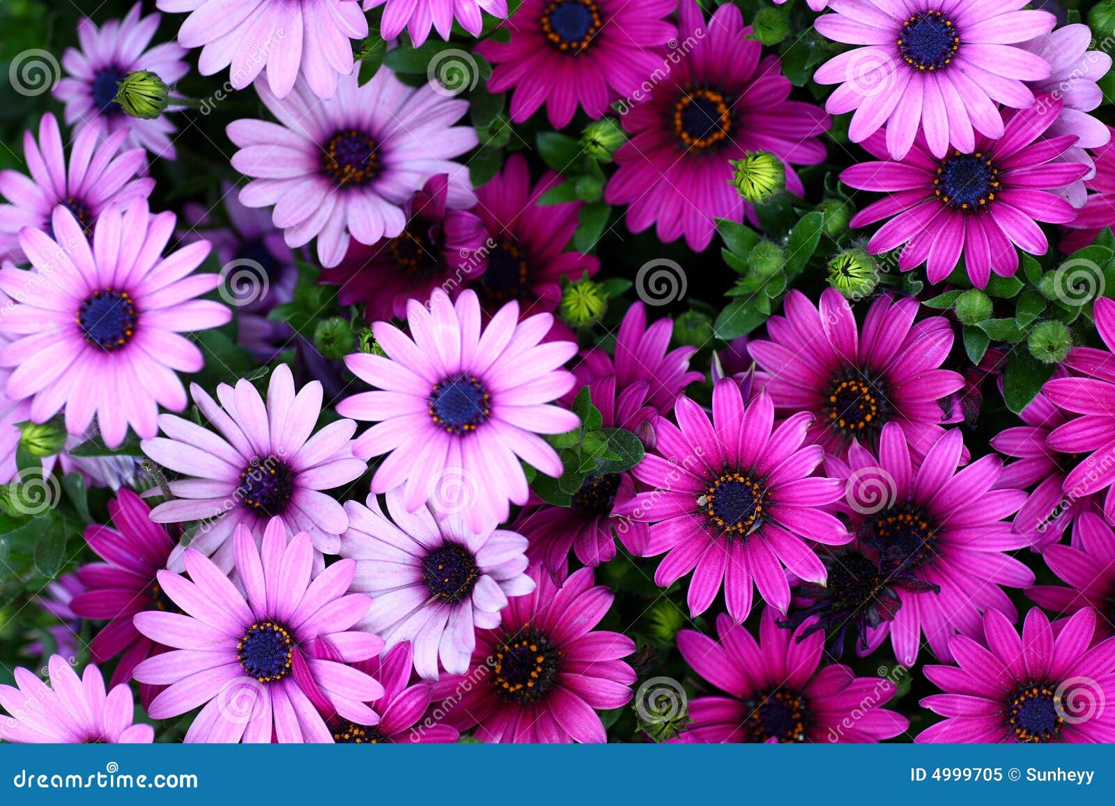 Flowers images free download driver booster download windows 10