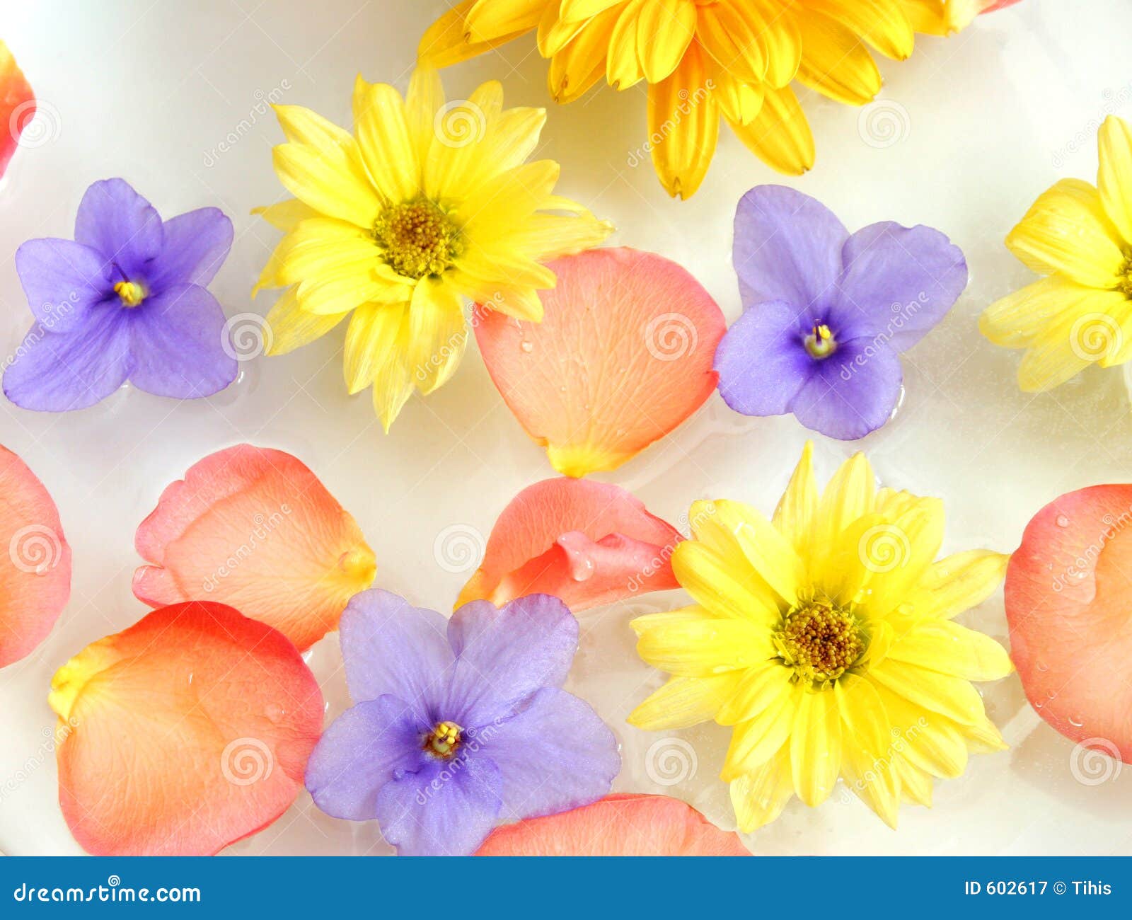 Flowers stock image. Image of flowers, love, water, violet 602617