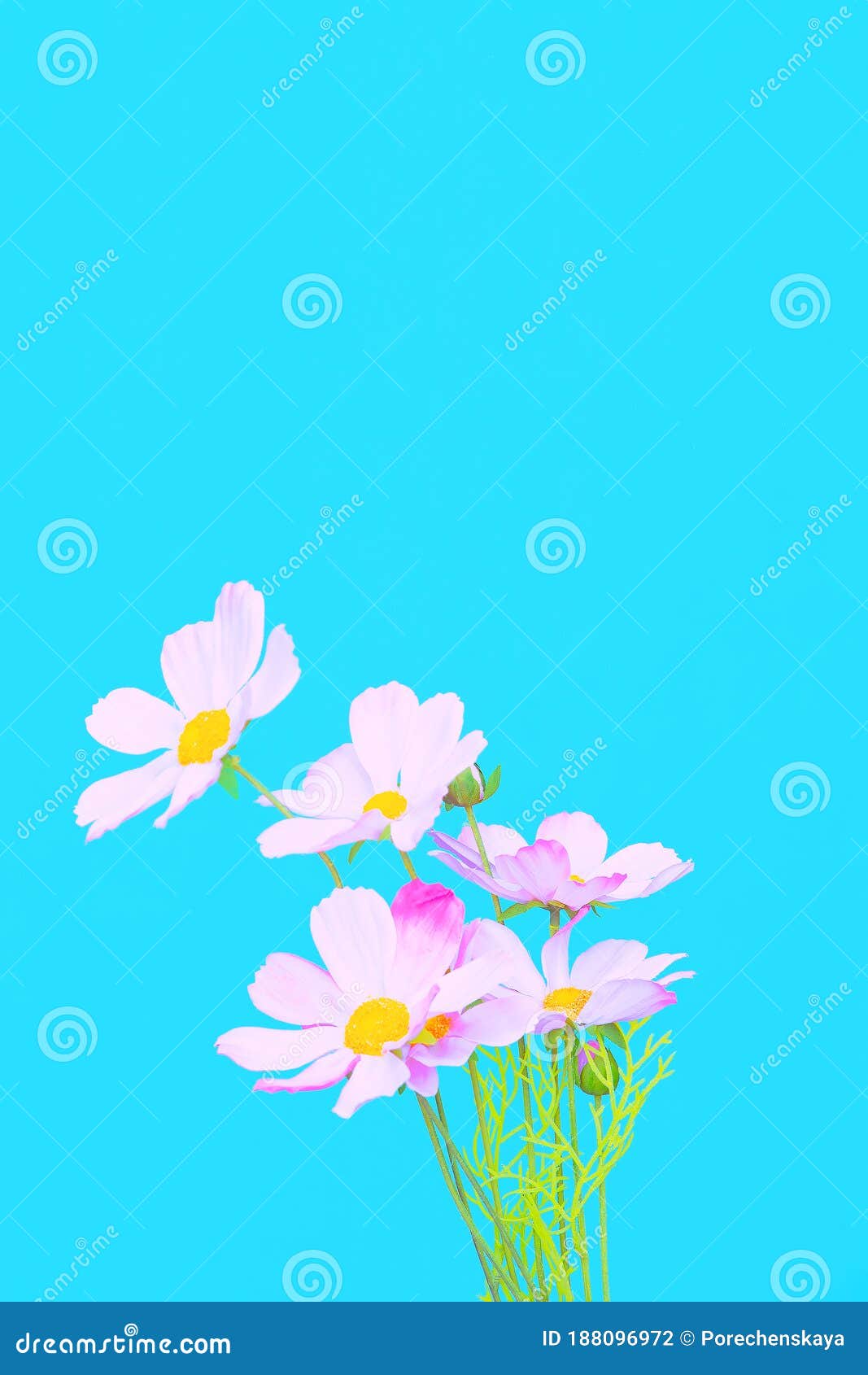 Flowers Aesthetic Wallpaper. Blue Colours Trends Stock Photo - Image of aesthetic, creative: 188096972 Flowers Aesthetic Wallpaper. Blue Colours Trends Stock Photo - Image of aesthetic, creative: 188096972