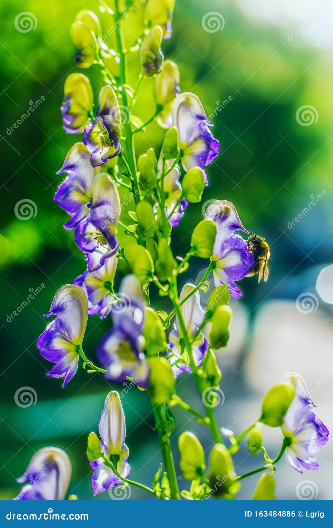 Flowers Of An Akonite Aconitum Variegatum Stock Photo Image Of Bokeh Aconitum 163484886