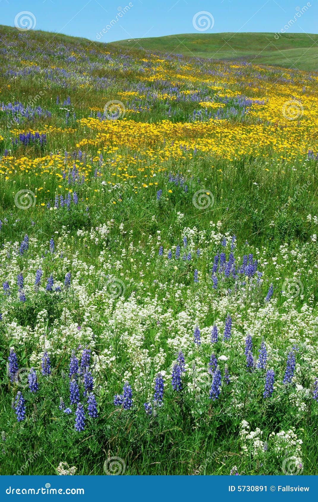 flowers on alberta prairie