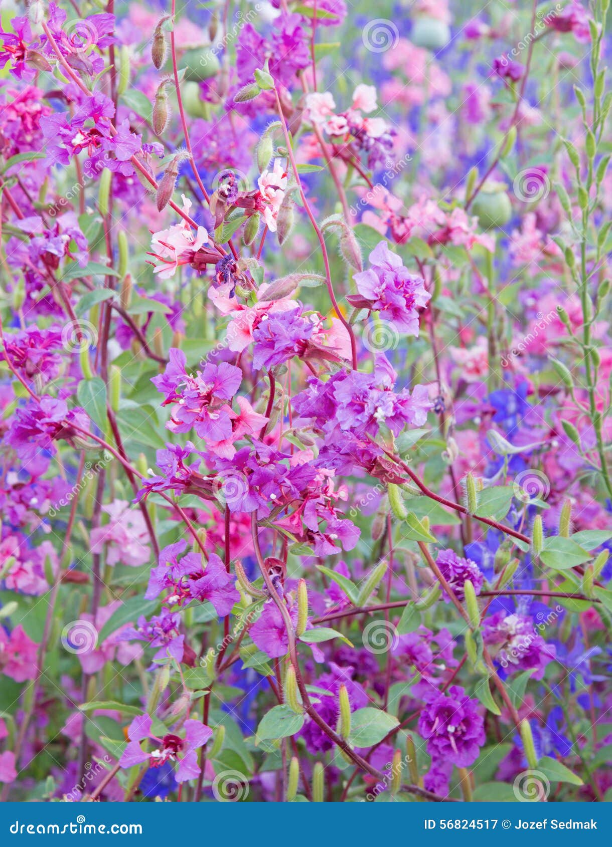 The flowers of Alhambra stock image. Image of spain, granada 56824517