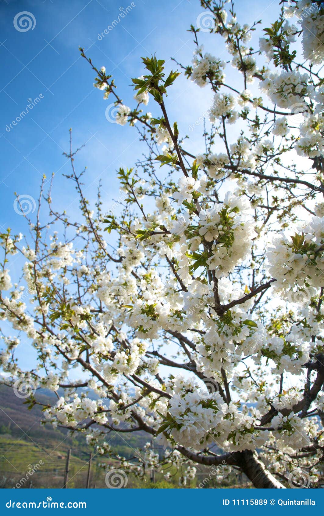 Flowers of almond tree stock image. Image of leaf, bloom 11115889