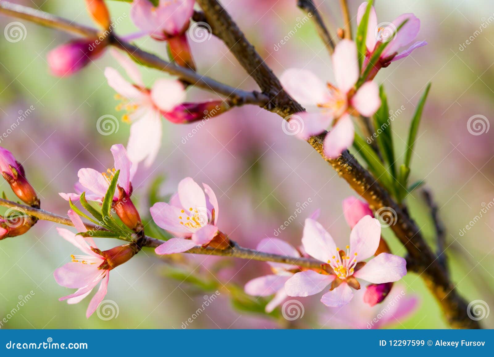 Flowers of almond tree stock image. Image of nature, beautiful 12297599