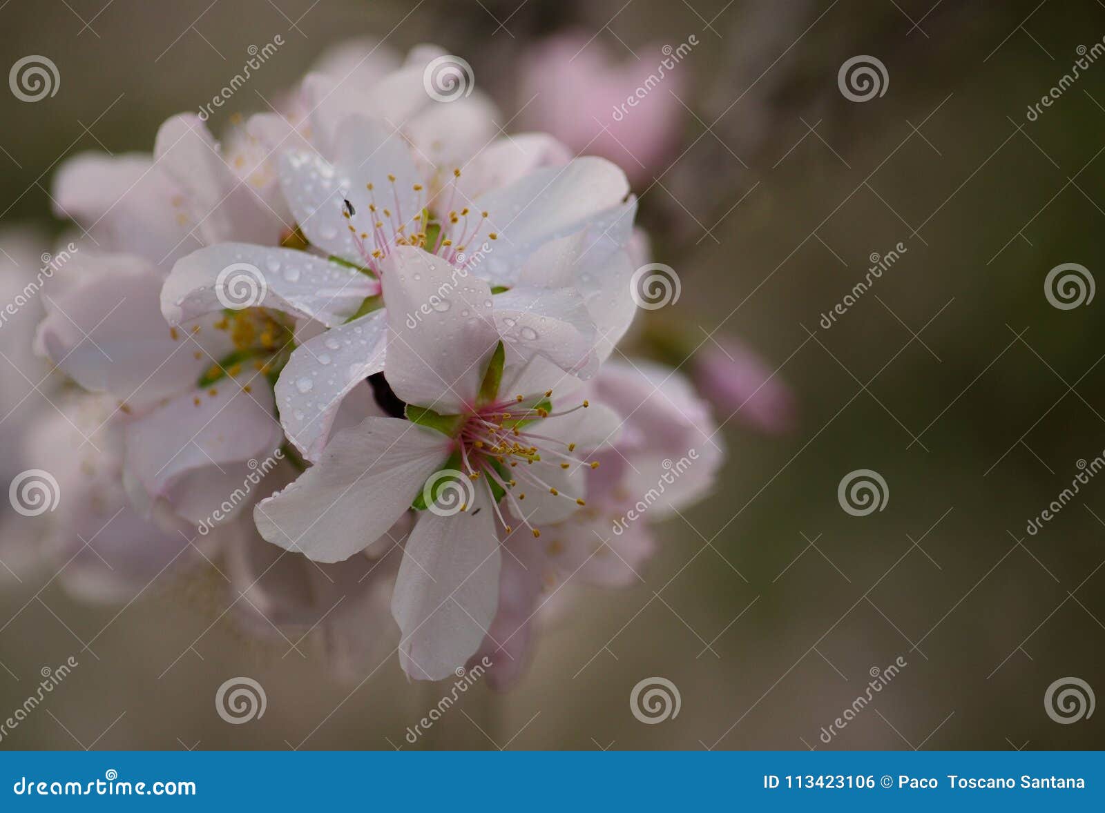 Flowers of almond tree stock photo. Image of ecological 113423106