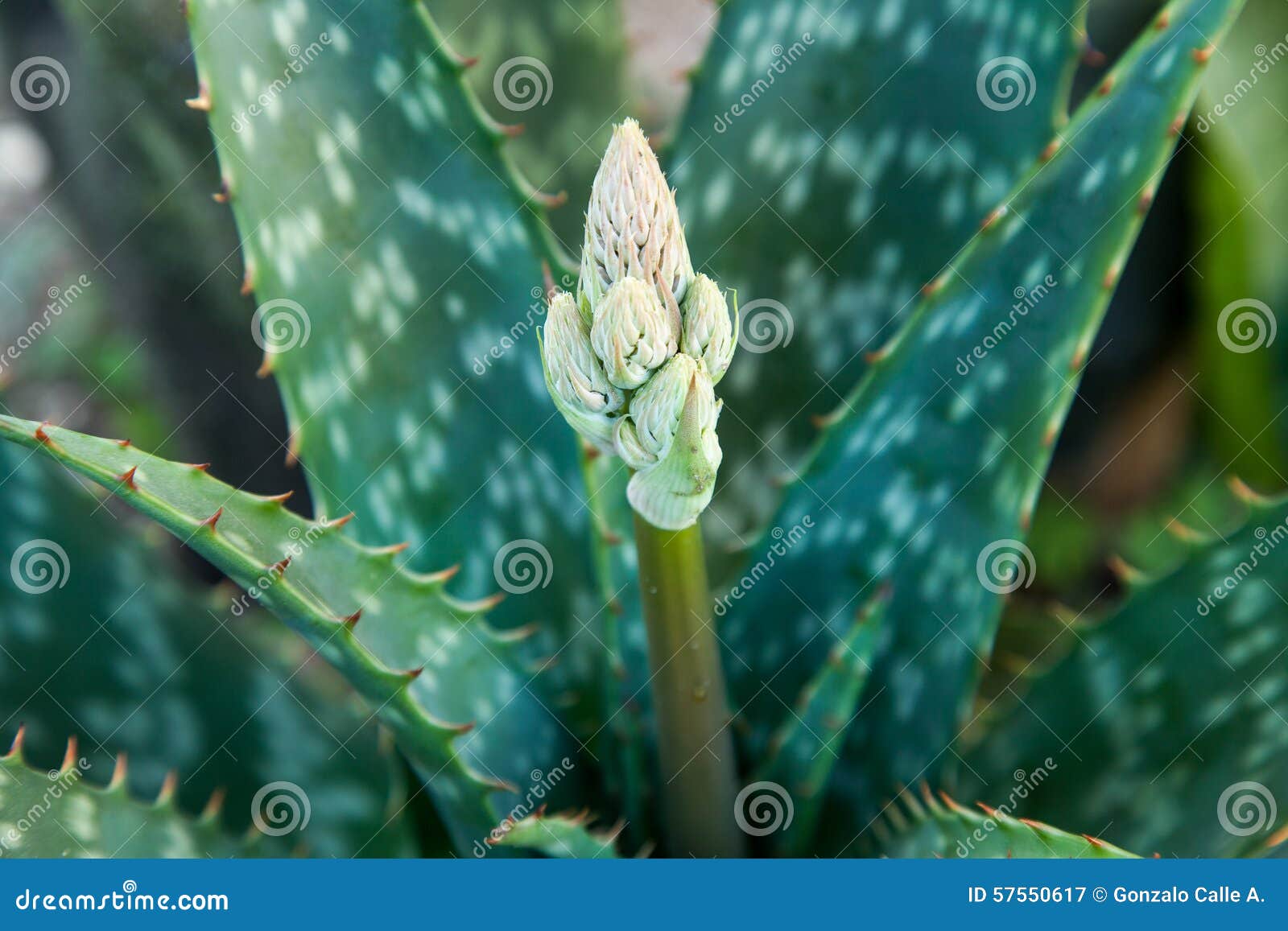 Flowers Of The Aloe Vera Plant Stock Image Image Of Macro Plant