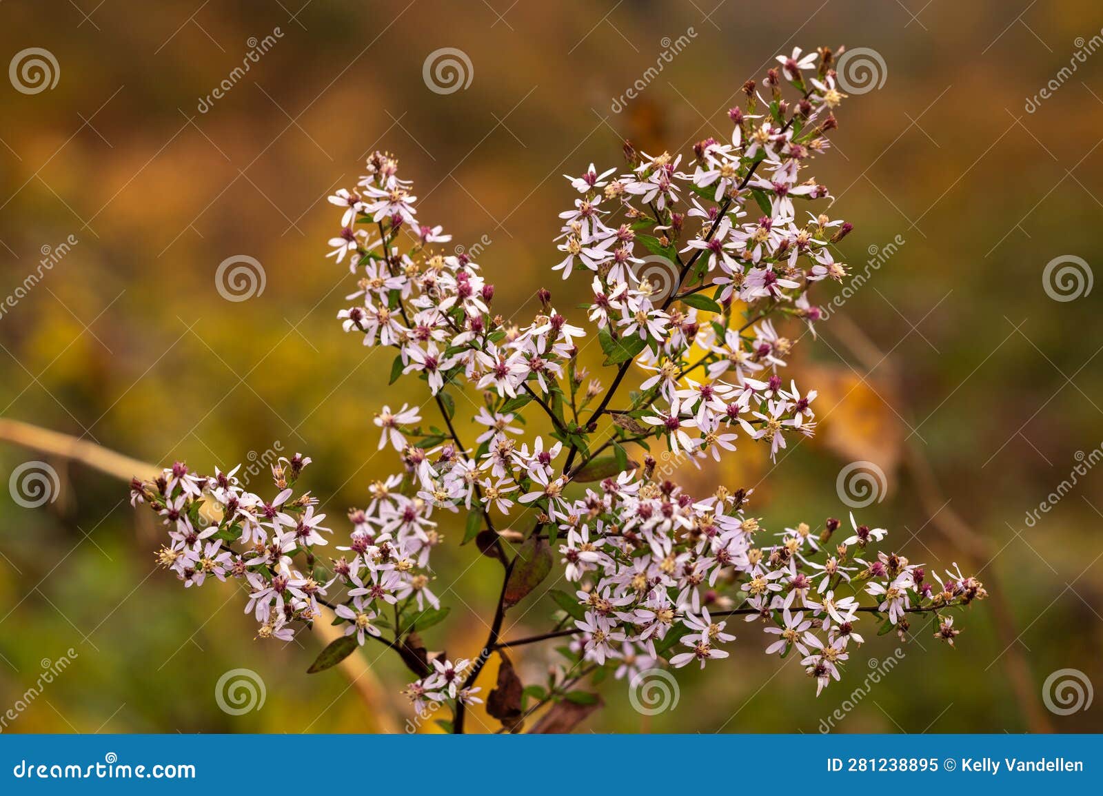 Flowers Along Blue Ridge Parkway Stock Image Image of north