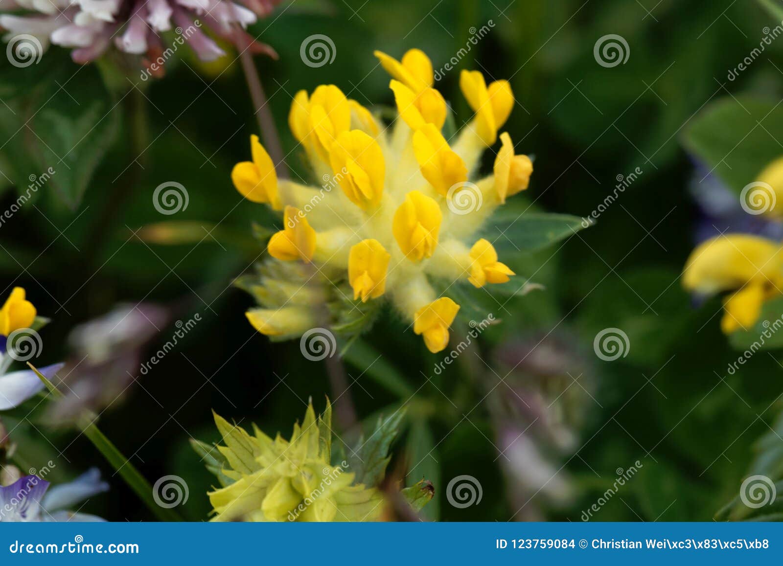 flowers of an alpine common kidneyvetch anthyllis vulneraria supsp. alpestris