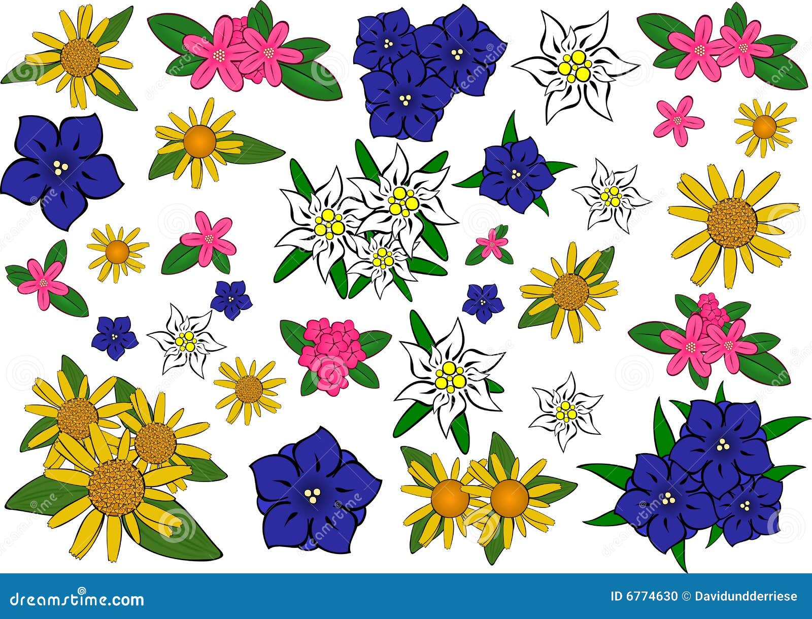 clipart edelweiss flower - photo #38