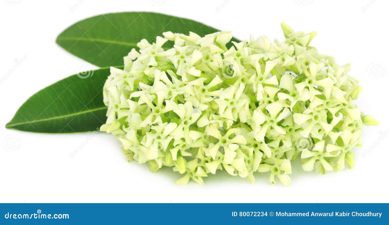 flowers of alstonia scholaris
