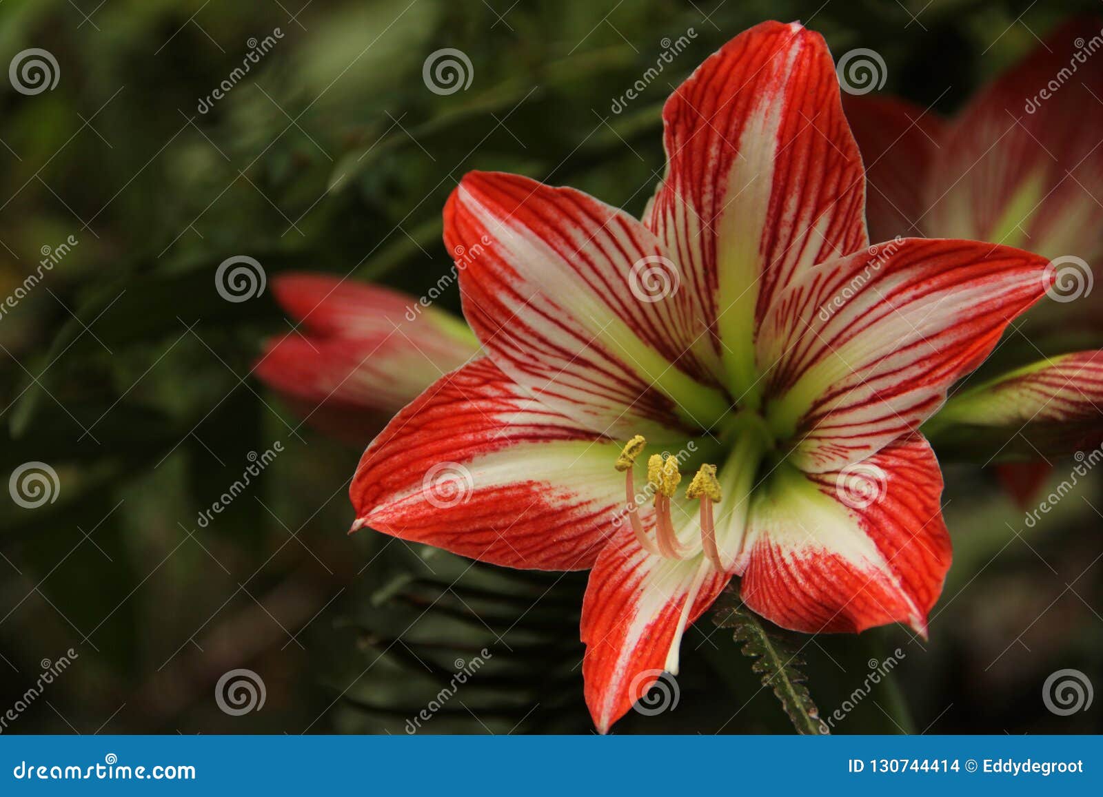 The Flowers of an Amaryllis Stock Photo - Image of decoration, fowers ...