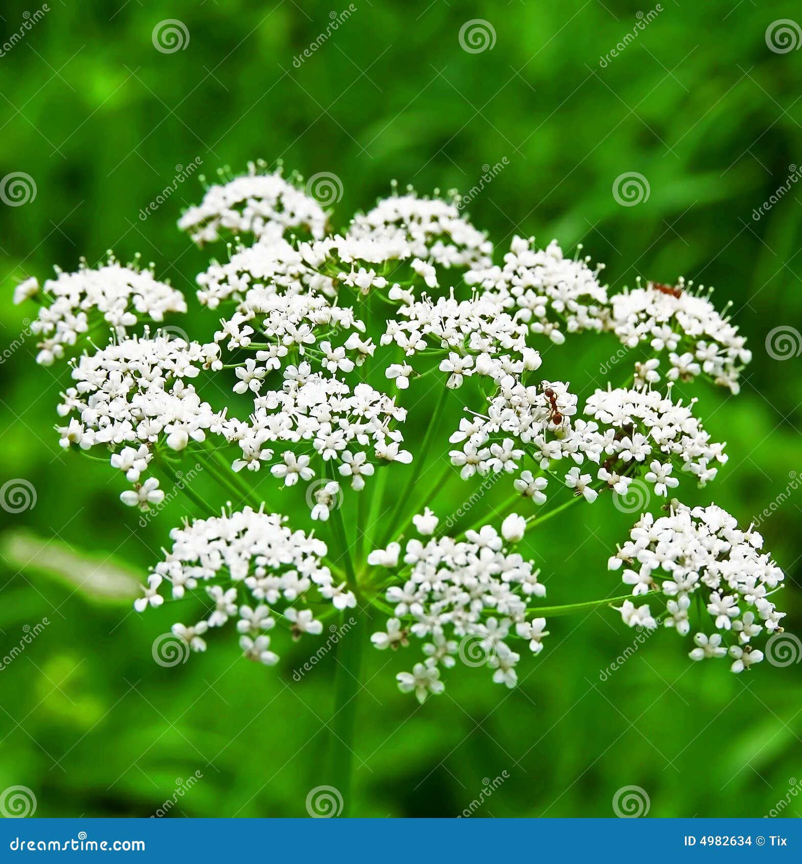 Flowers with ant. stock photo. Image of buttercup, anise 4982634