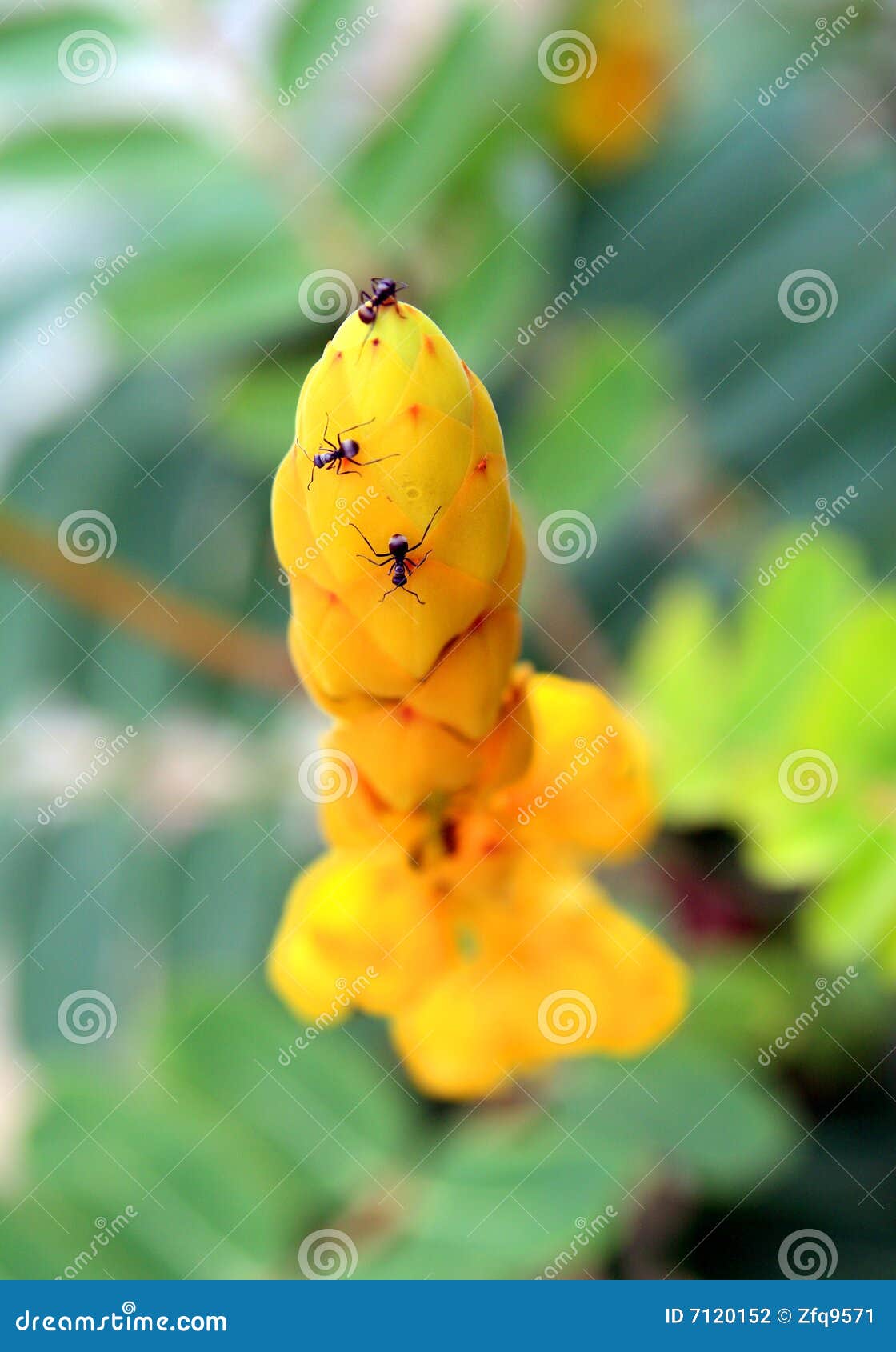Flowers and ants stock photo. Image of blossom, bloom 7120152